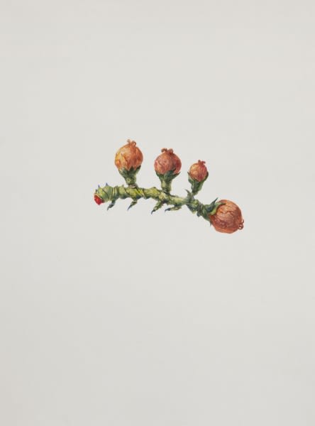 Ruby Unkyung HUR: Botanimal Garden