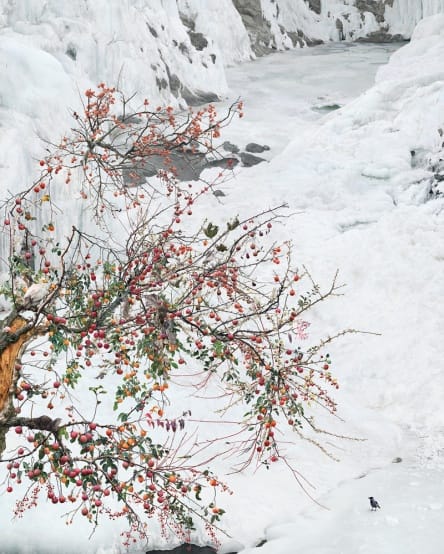 WON SEOUNG WON, EXPERIMENTAL TREES OF THE PHARMACISTS, 2017, C-PRINT