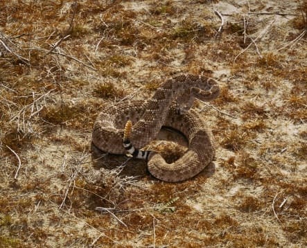 ROE ETHRIDGE, WESTERN DIAMONDBACK, 2006