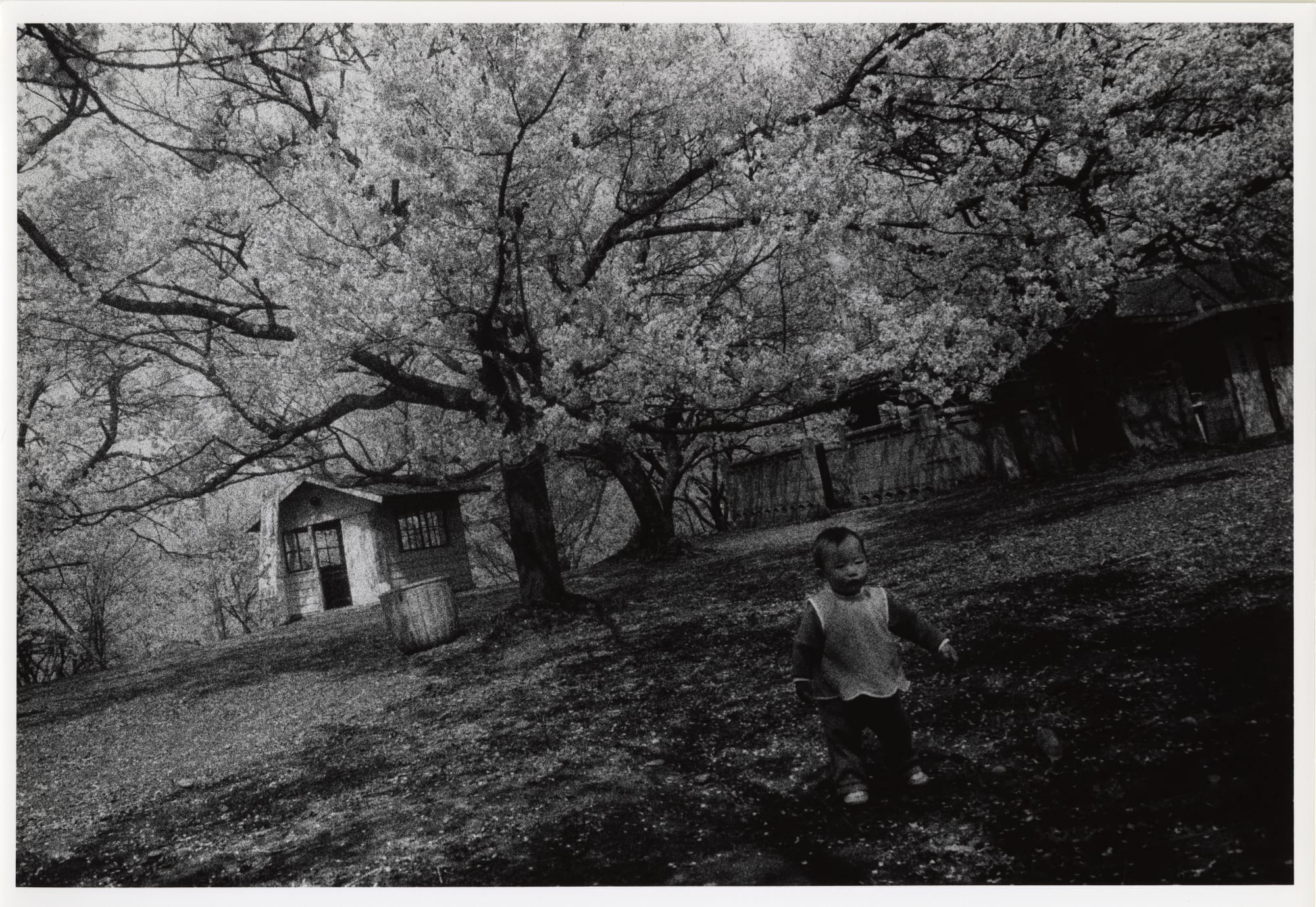 Daido Moriyama: Dog and Man