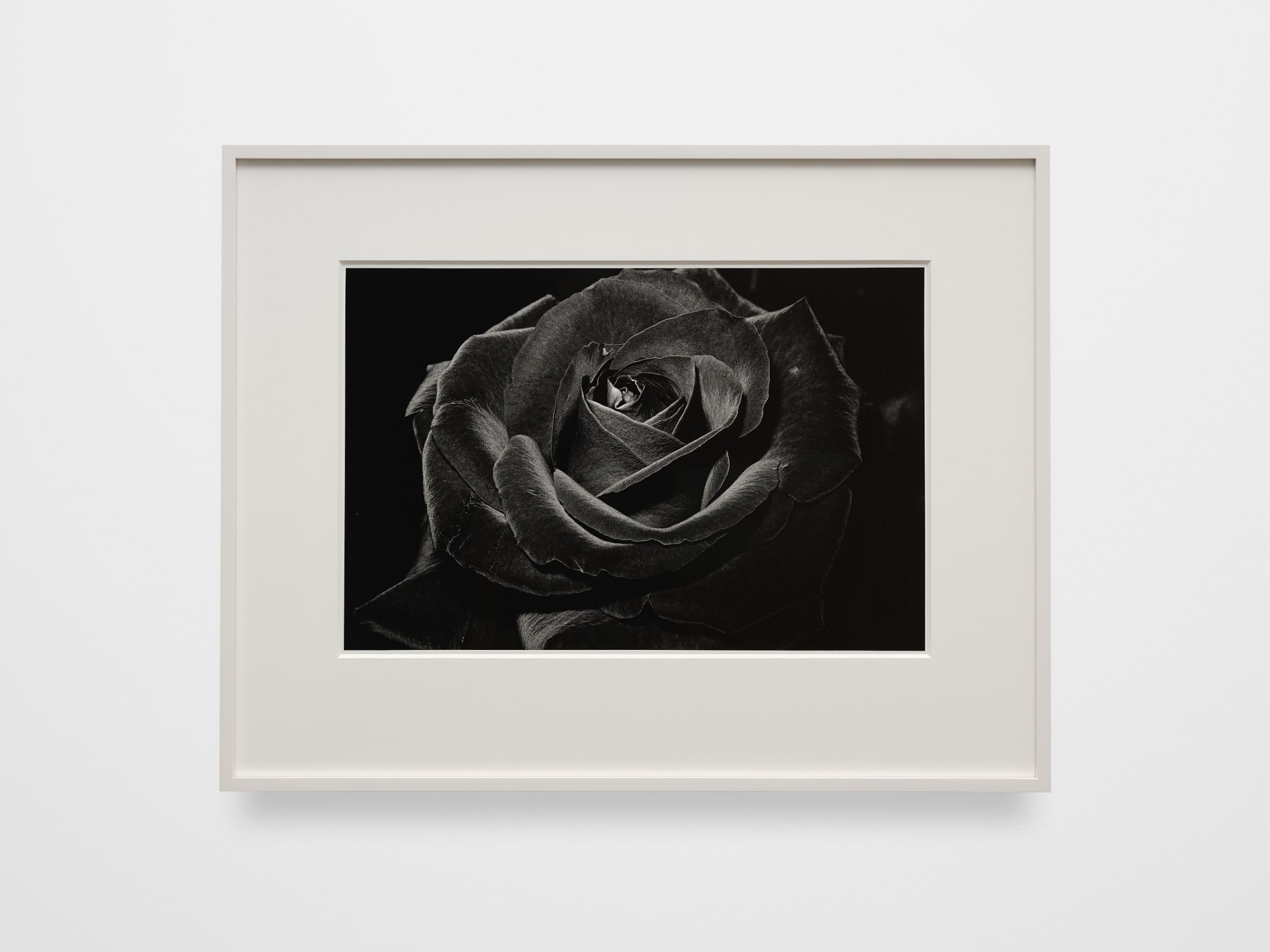 Daido Moriyama: Dog and Man