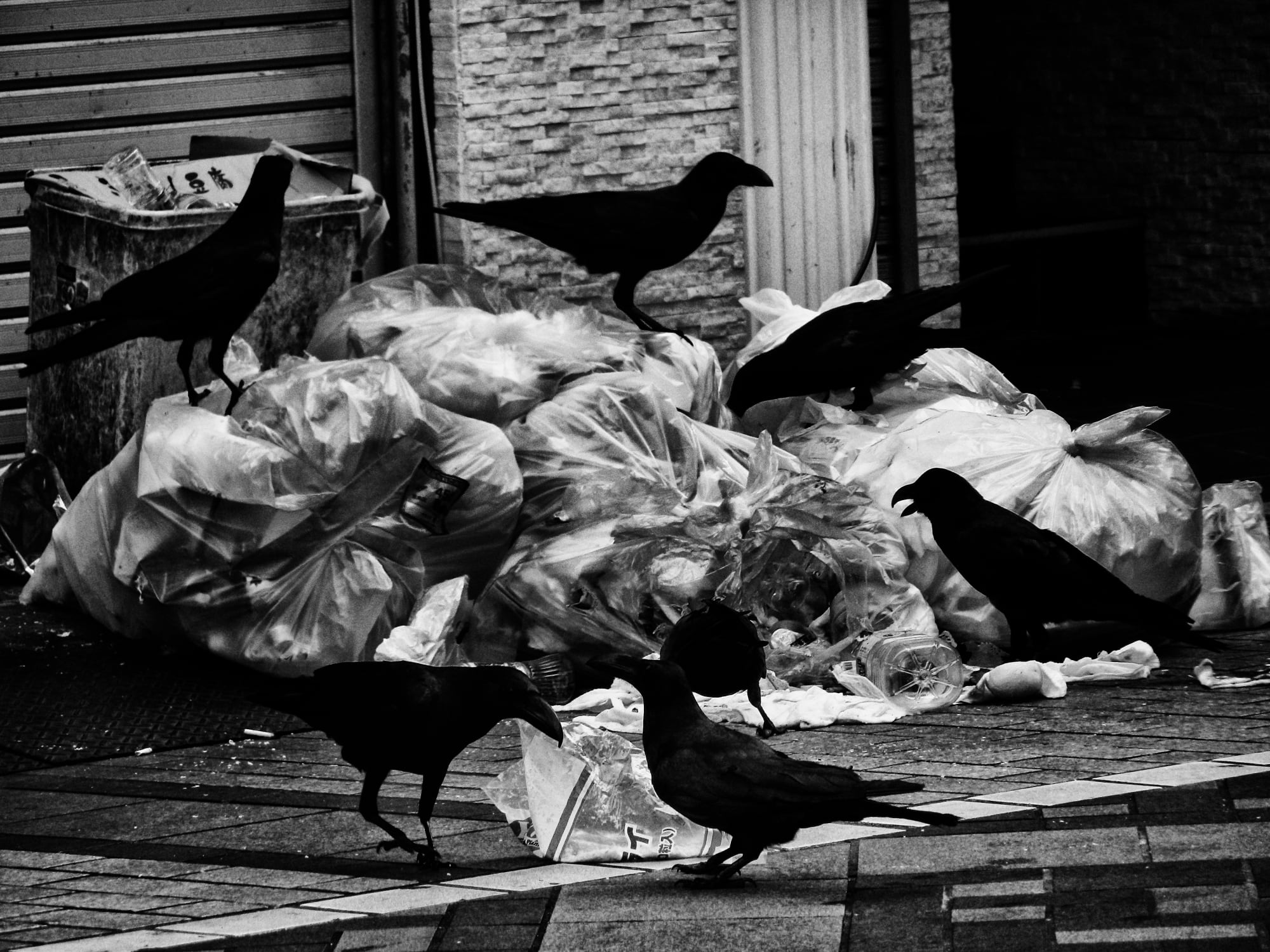 Daido Moriyama: Dog and Man