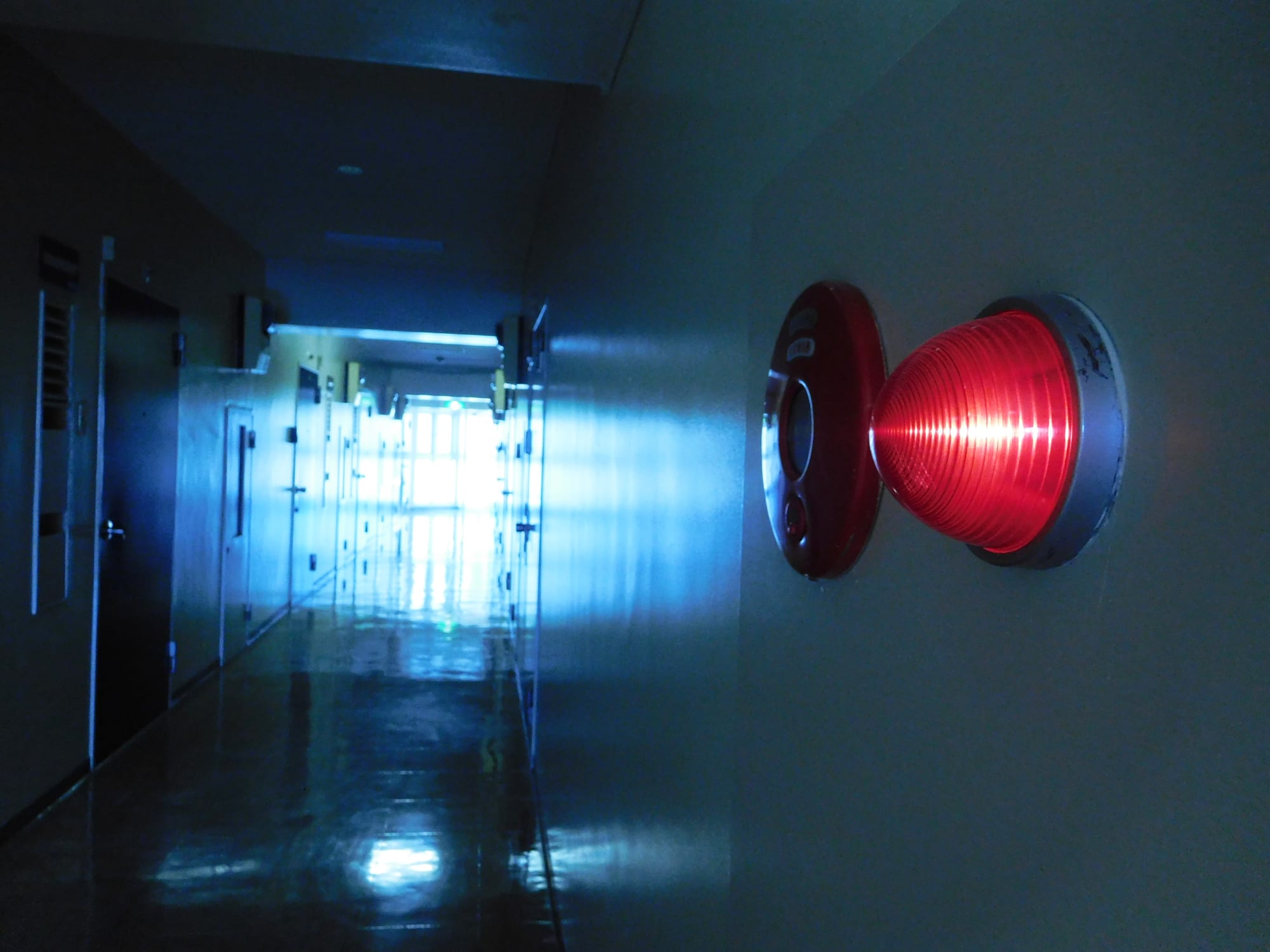 Daido Moriyama: Dog and Man