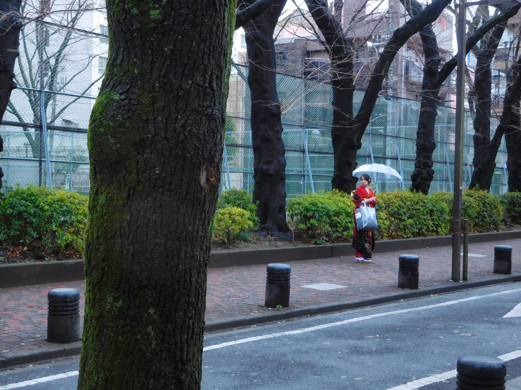 Daido Moriyama: Dog and Man