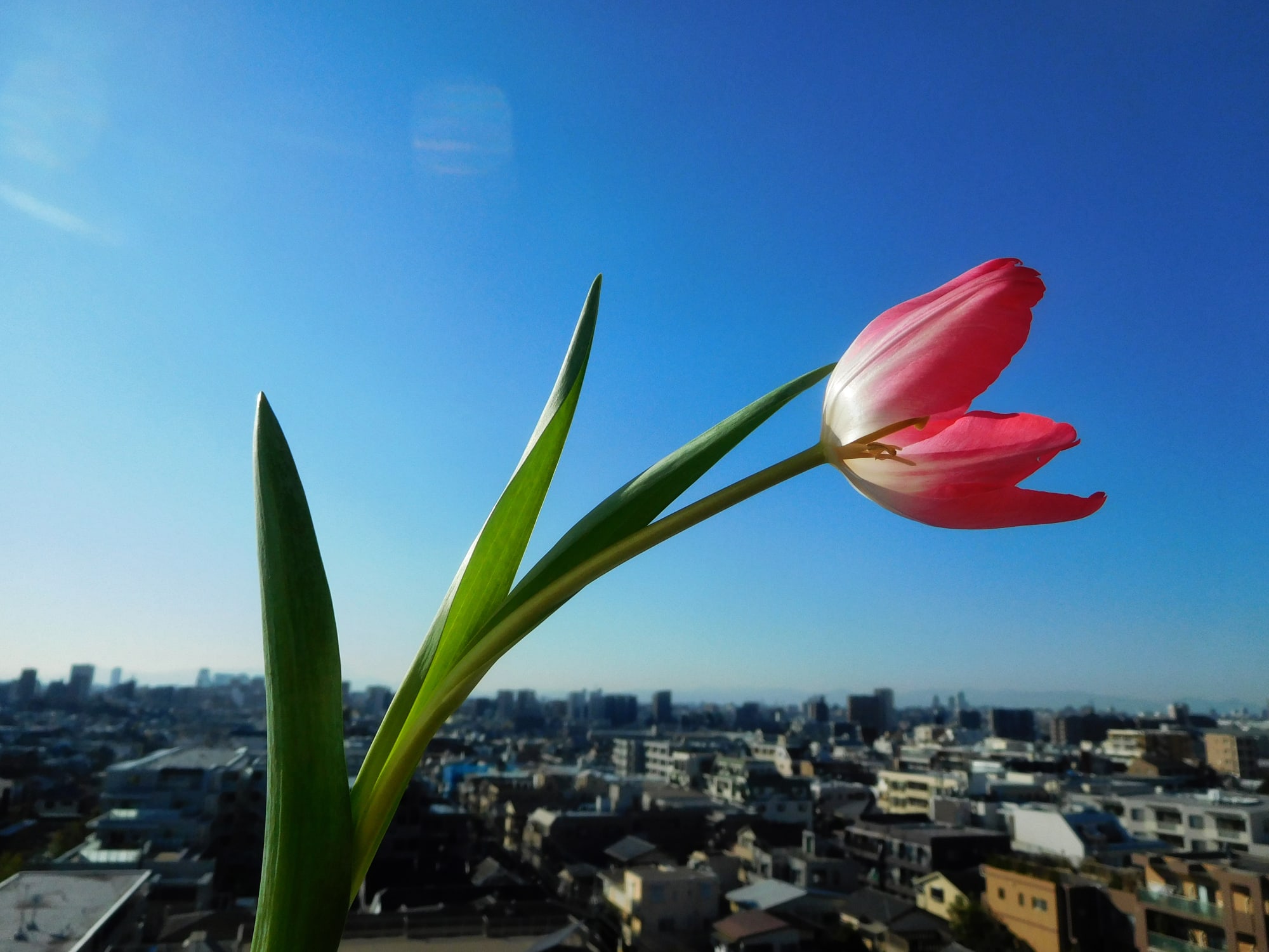 Daido Moriyama: Dog and Man