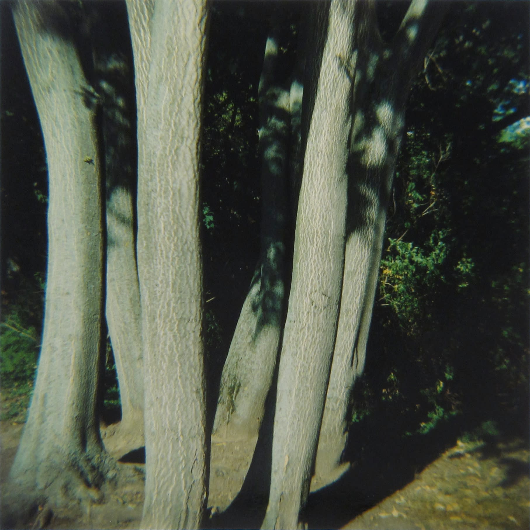 Amy Blakemore Skinny Trees, 2018 chromogenic print 15 x 15 in (38.1 x 38.1 cm) ABL 259 $3,000