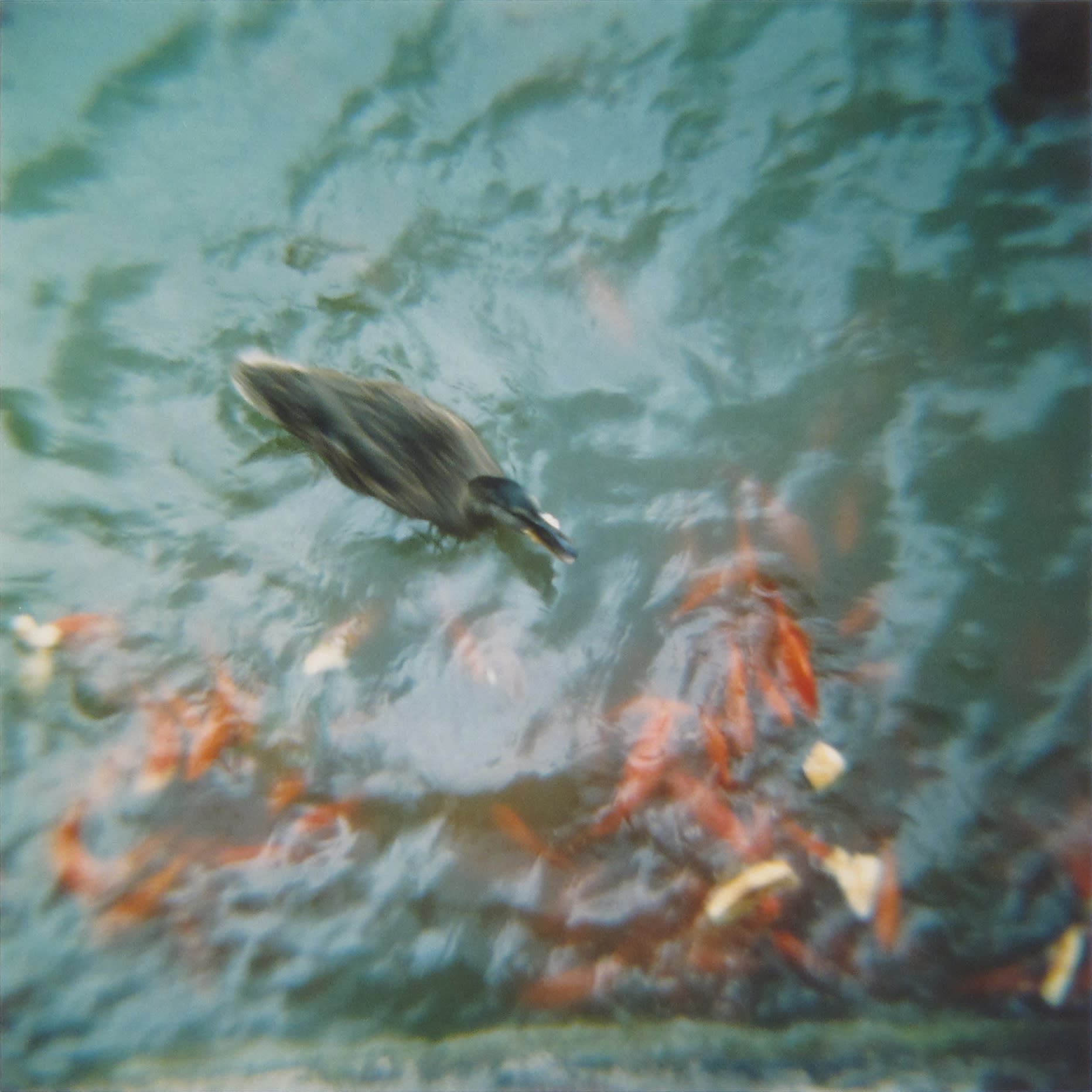 Amy Blakemore Duck, 2018 chromogenic print 15 x 15 in (38.1 x 38.1 cm) ABL 243 $3,000