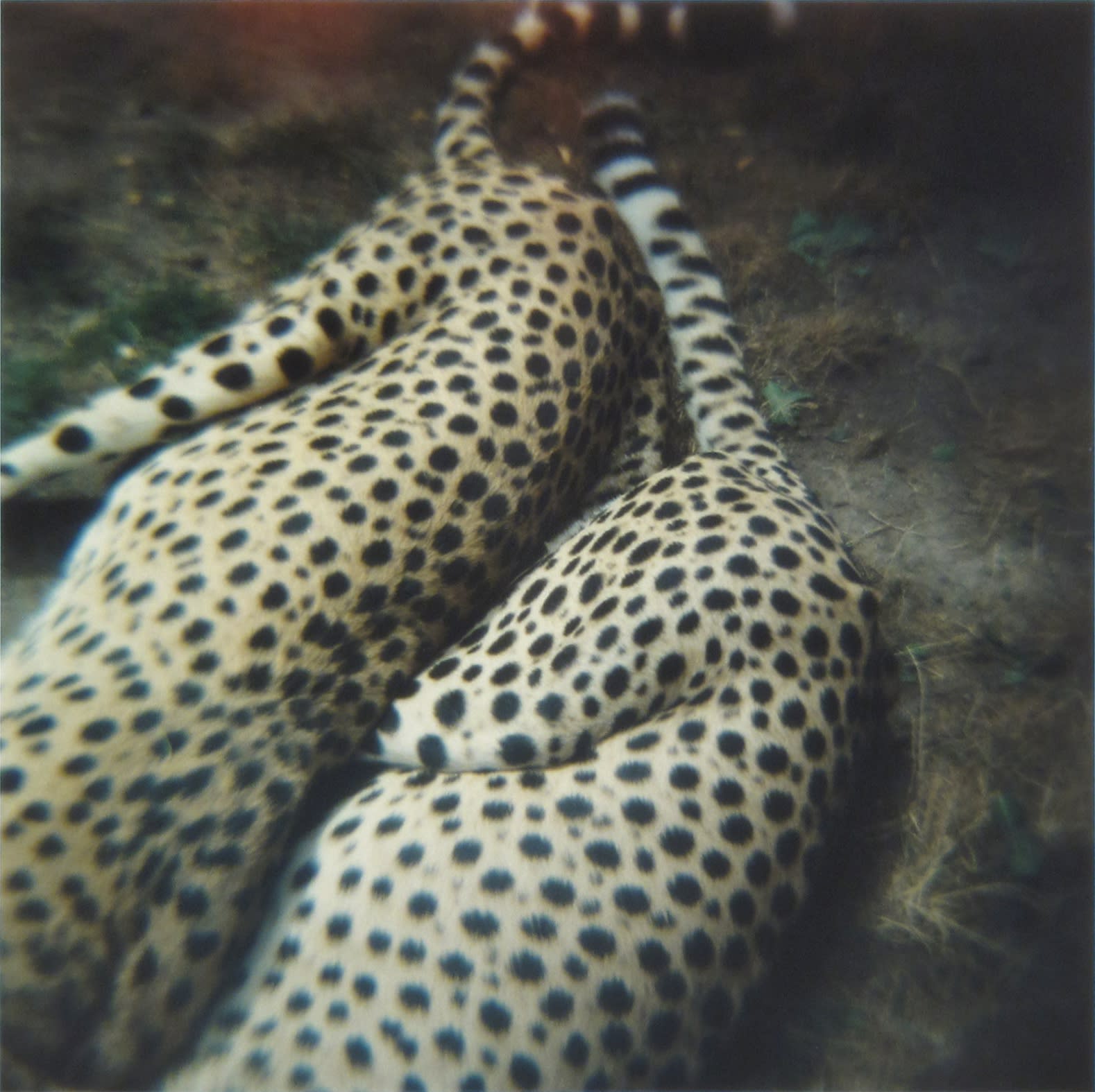 Amy Blakemore Cheetahs, 2018 chromogenic print 15 x 15 in (38.1 x 38.1 cm) ABL 244 $3,000