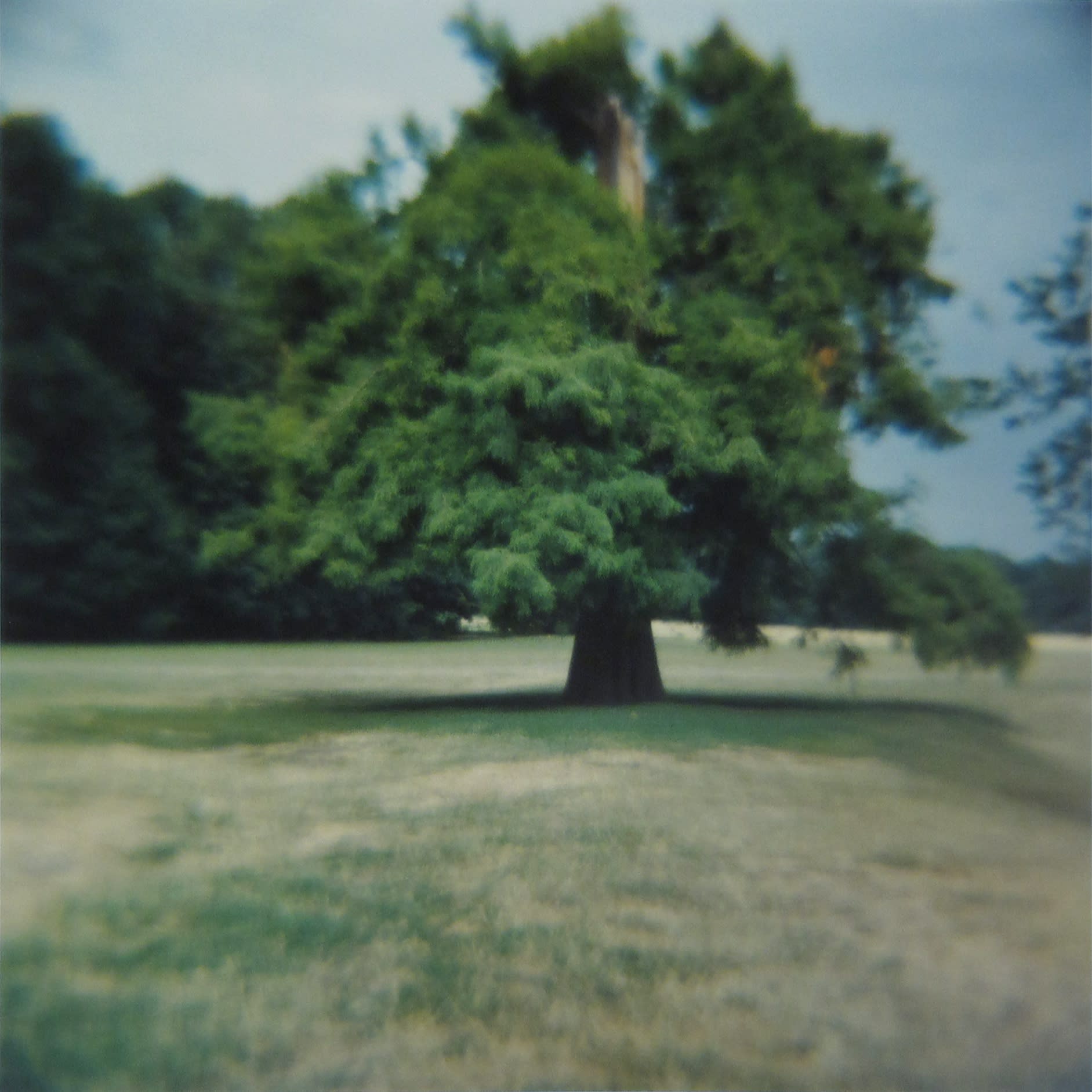 Amy Blakemore Damaged Tree, 2018 chromogenic print 15 x 15 in (38.1 x 38.1 cm) ABL 252 $3,000