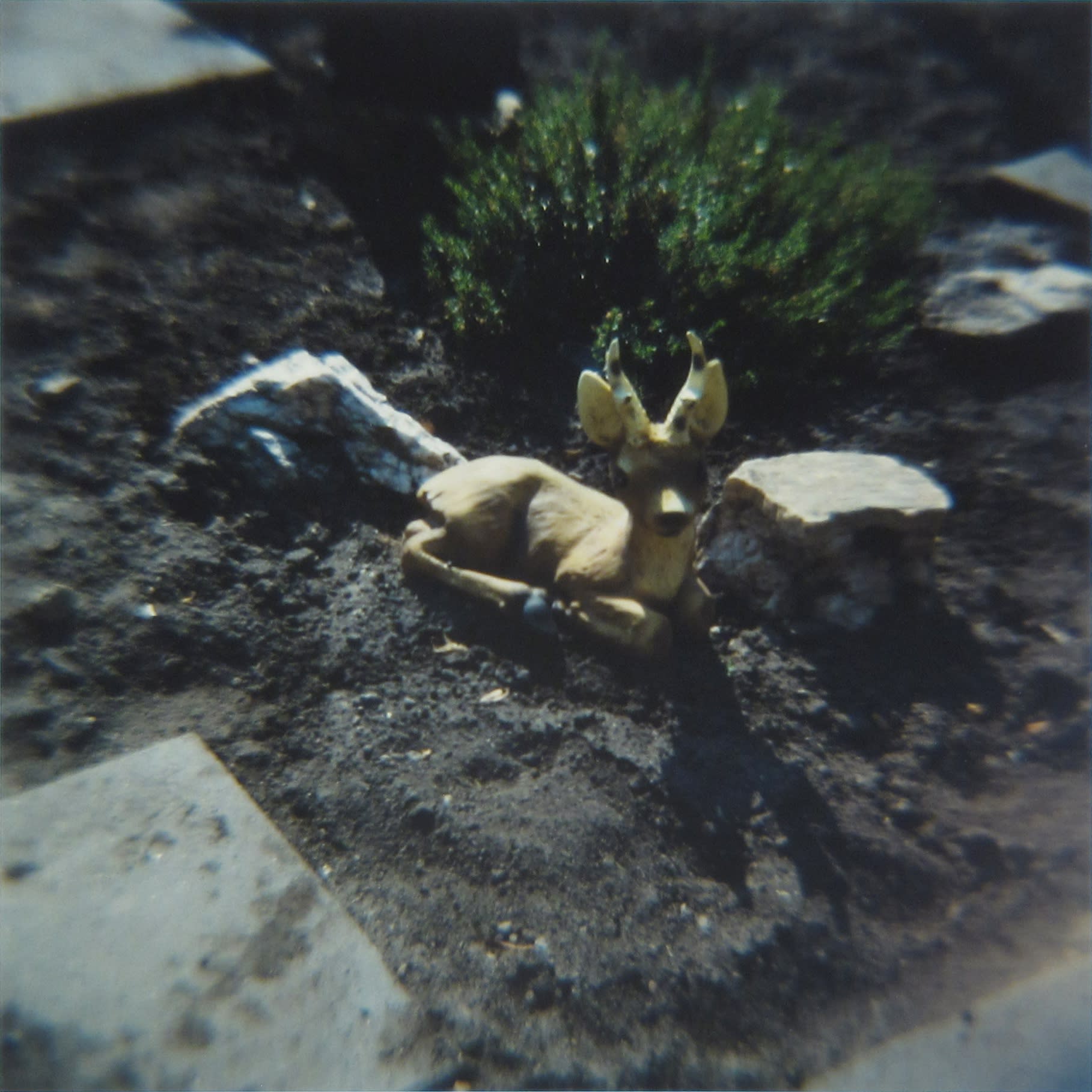 Amy Blakemore Deer in Garden, 2018 chromogenic print 15 x 15 in (38.1 x 38.1 cm) ABL 253 $3,000