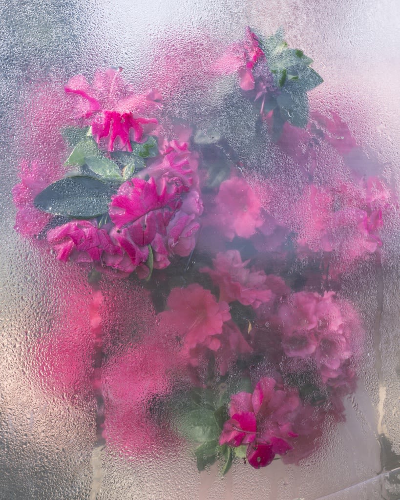 Cig Harvey, Azaleas Pressing, Rockport, Maine, 2018 20 x 16 inch chromogenic dye coupler print Edition of 10 40 x 30 inch chromogenic dye coupler print Edition of 7