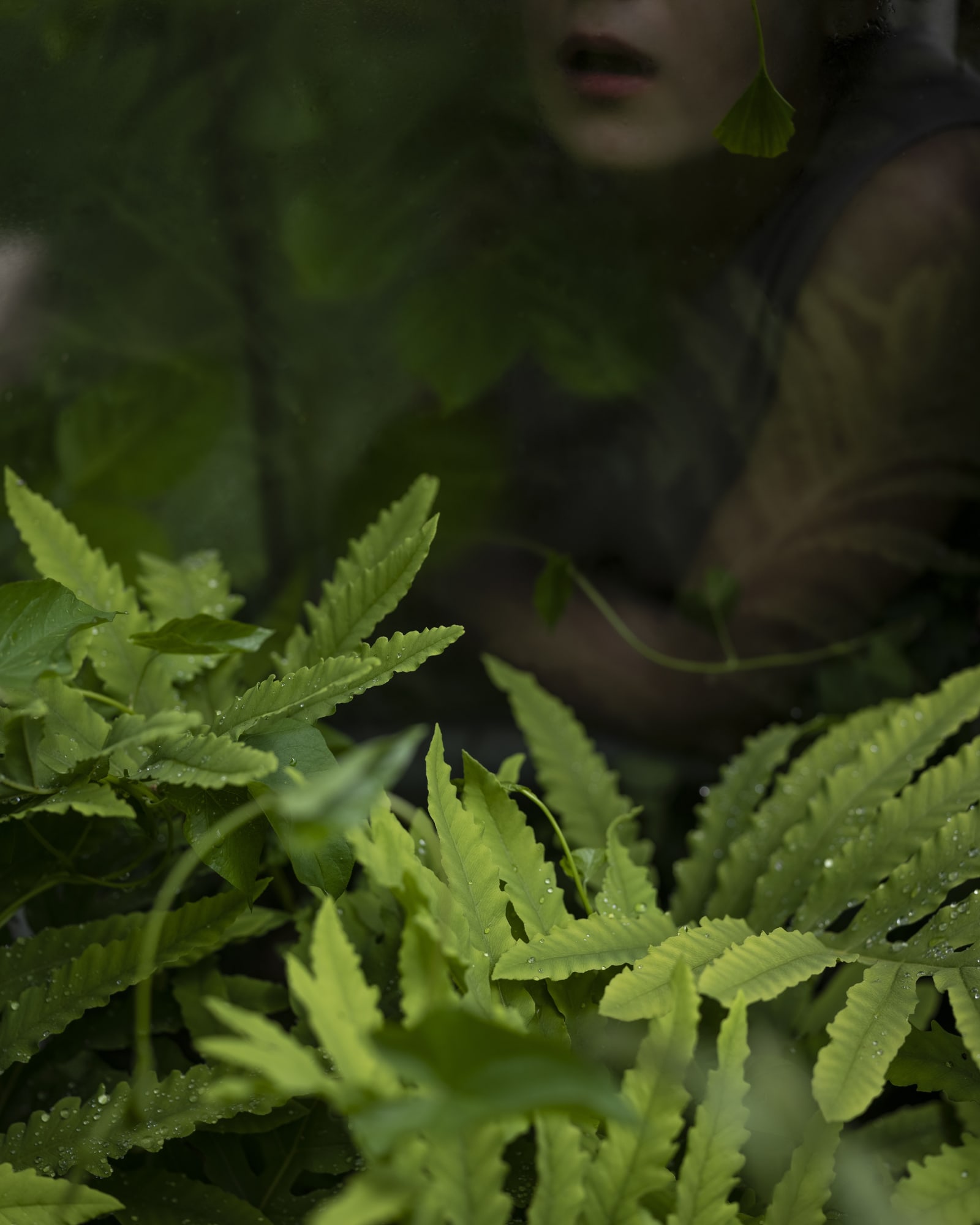 Cig Harvey, New Ferns, 2019 20 x 16 inch chromogenic dye coupler print Edition of 10 40 x 30 inch chromogenic dye coupler print Edition of 7