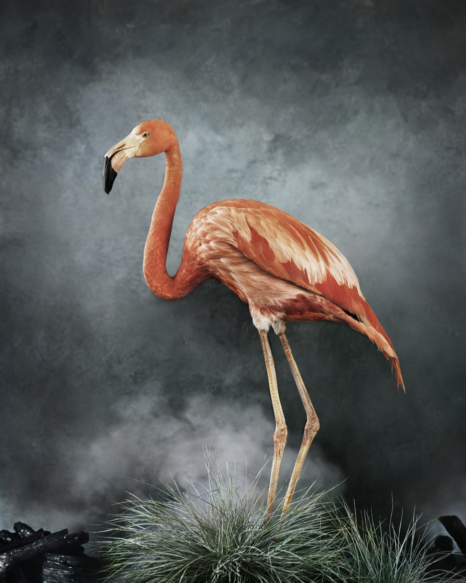 Vee Speers Untitled #16, Phoenix, 2020