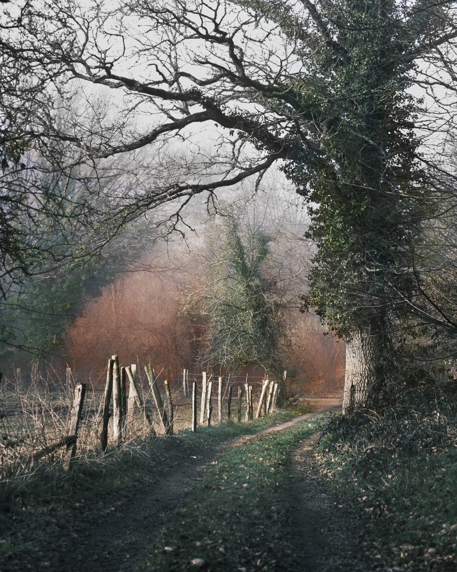 Vee Speers Untitled #5, Phoenix, 2020