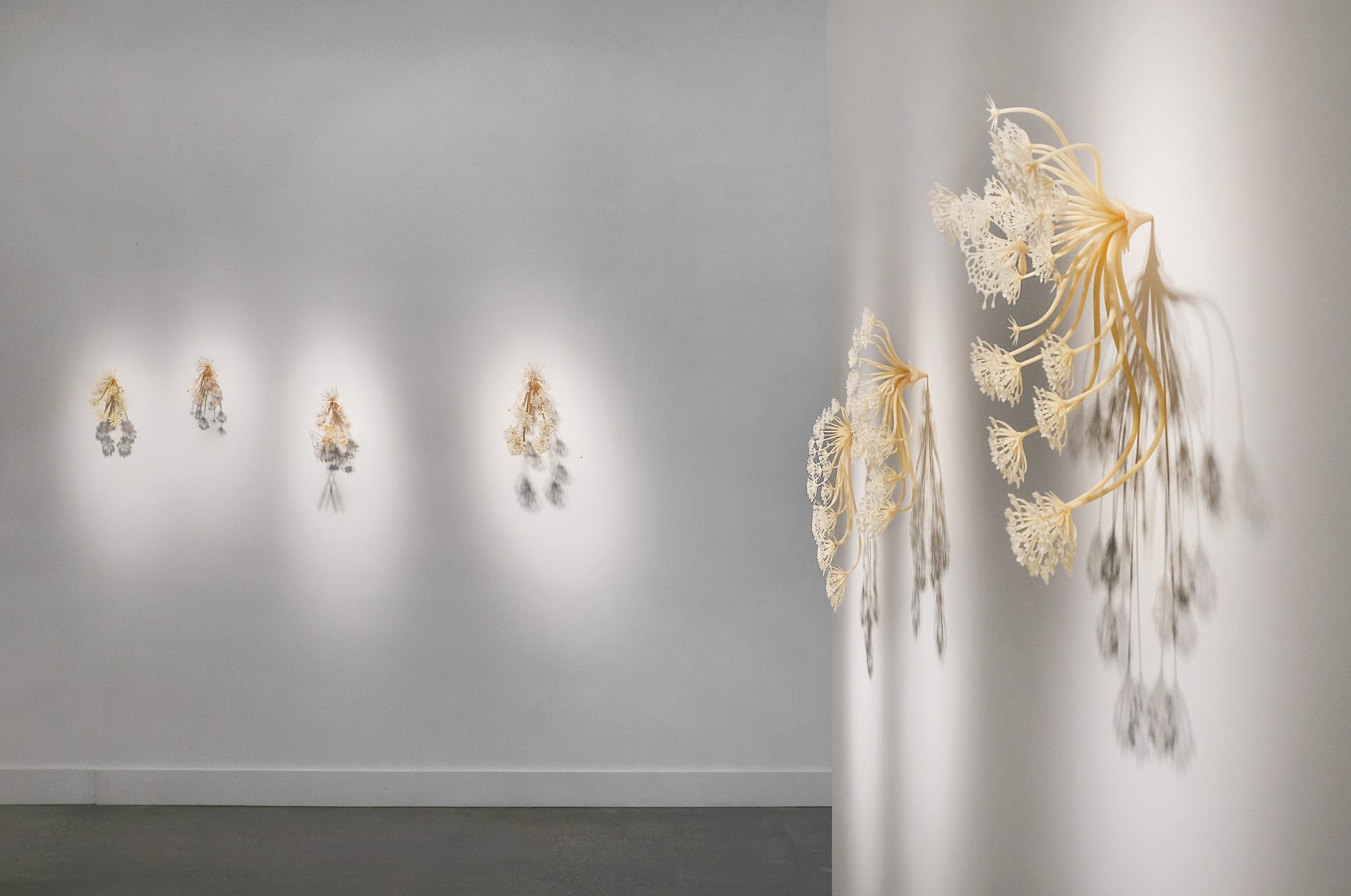 Elijah Ober: proto carrot