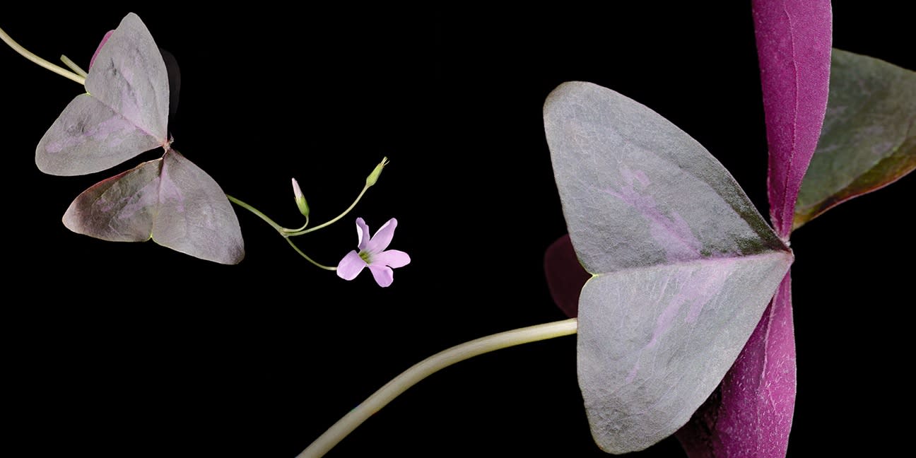 Joyce Tenneson & Craig Becker: Of Spirit and Light