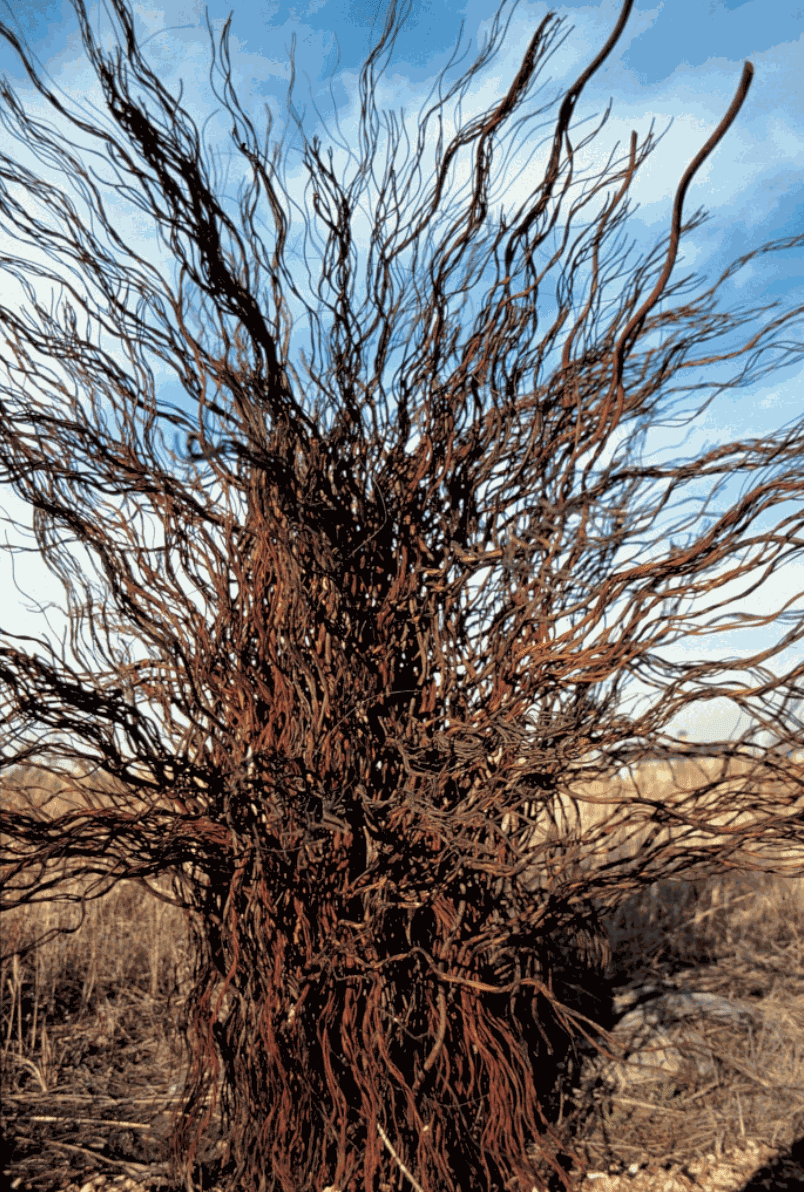 Twisted wire rope in shape of a bush installed outdoors