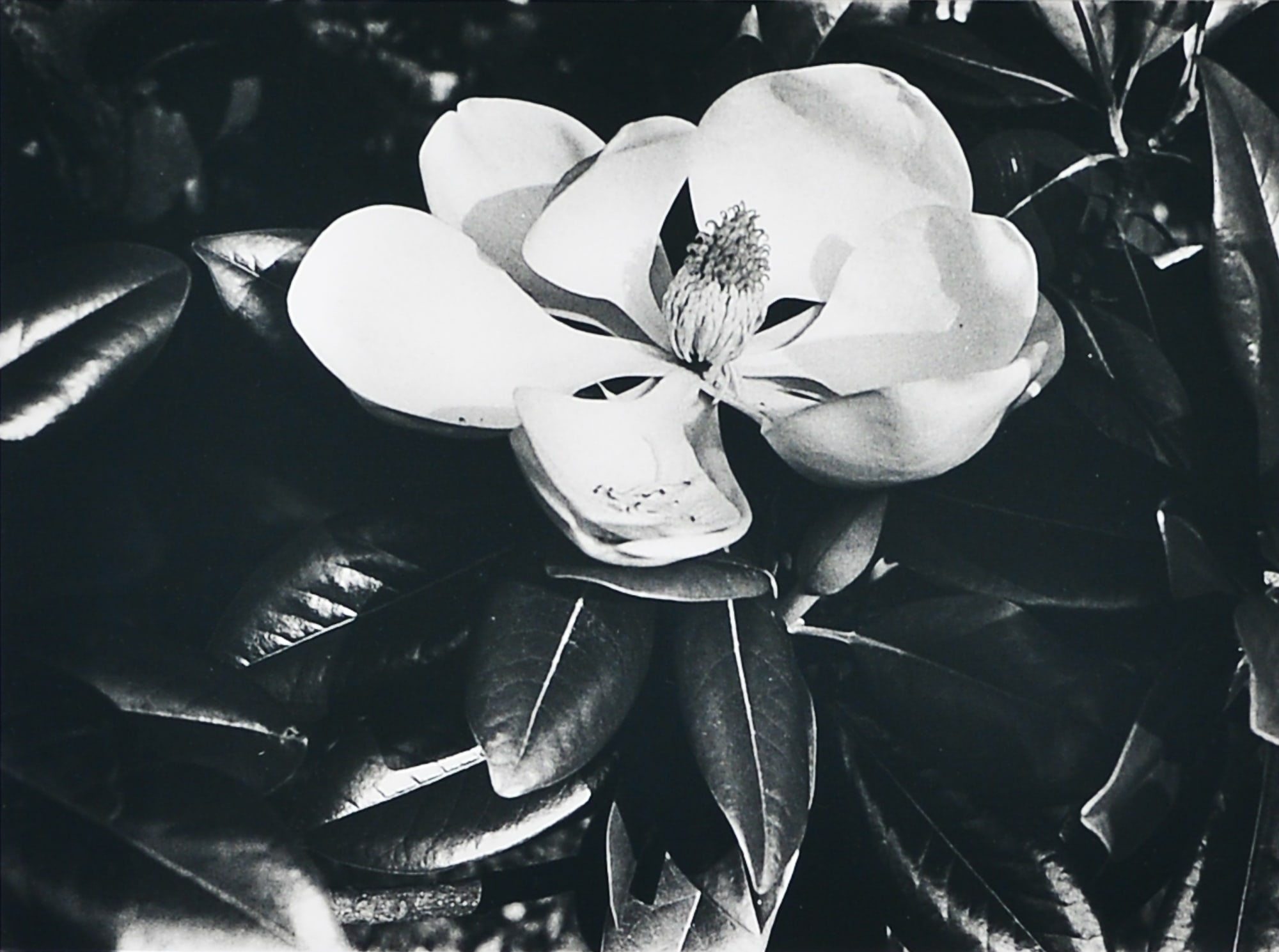 Daido Moriyama, "Evergreen Magnolia, Ohta-ku, Tokyo", 1987