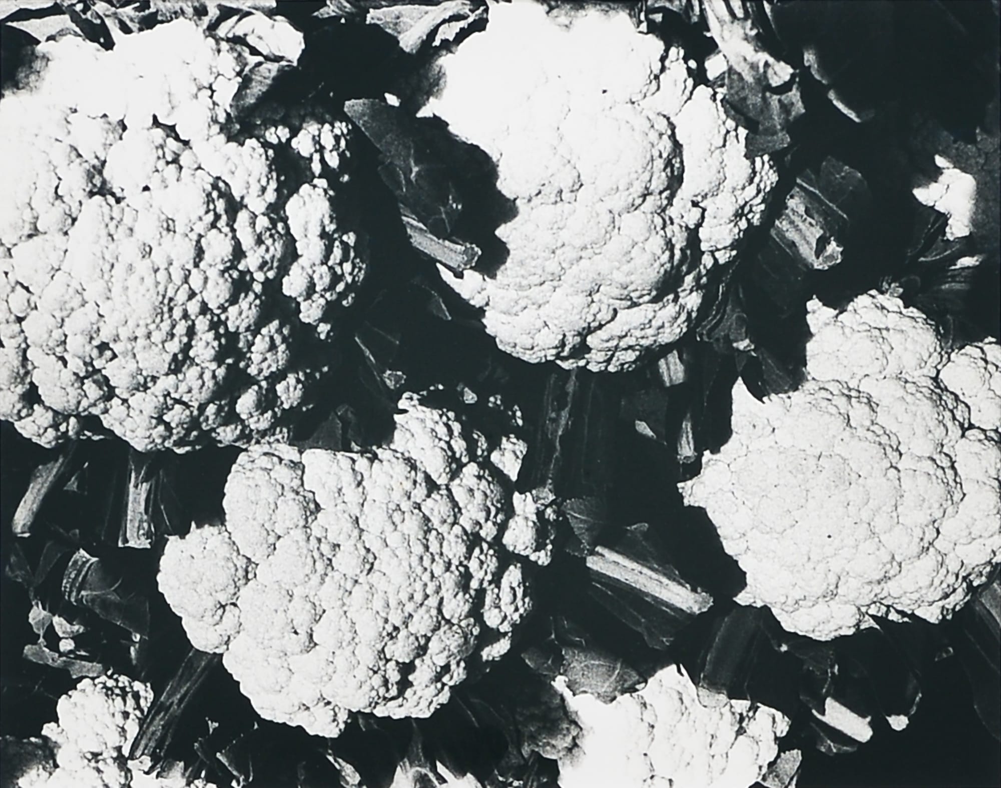 Daido Moriyama, "Biography of Light 1", 1984