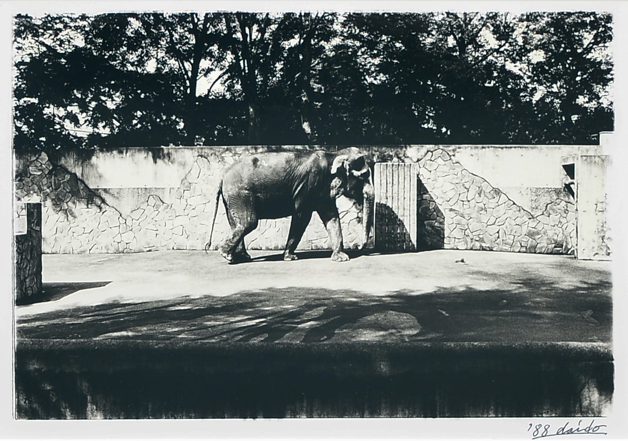 Daido Moriyama, "(unknown)", 1983/1988