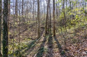 Lucinda Bunnen a spring walk in my woods photography pigment print