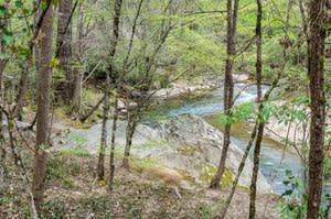 Lucinda Bunnen a spring walk in my woods photography pigment print