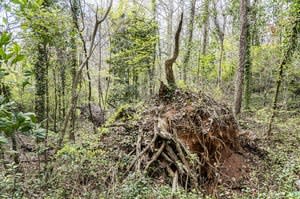 Lucinda Bunnen a spring walk in my woods photography pigment print