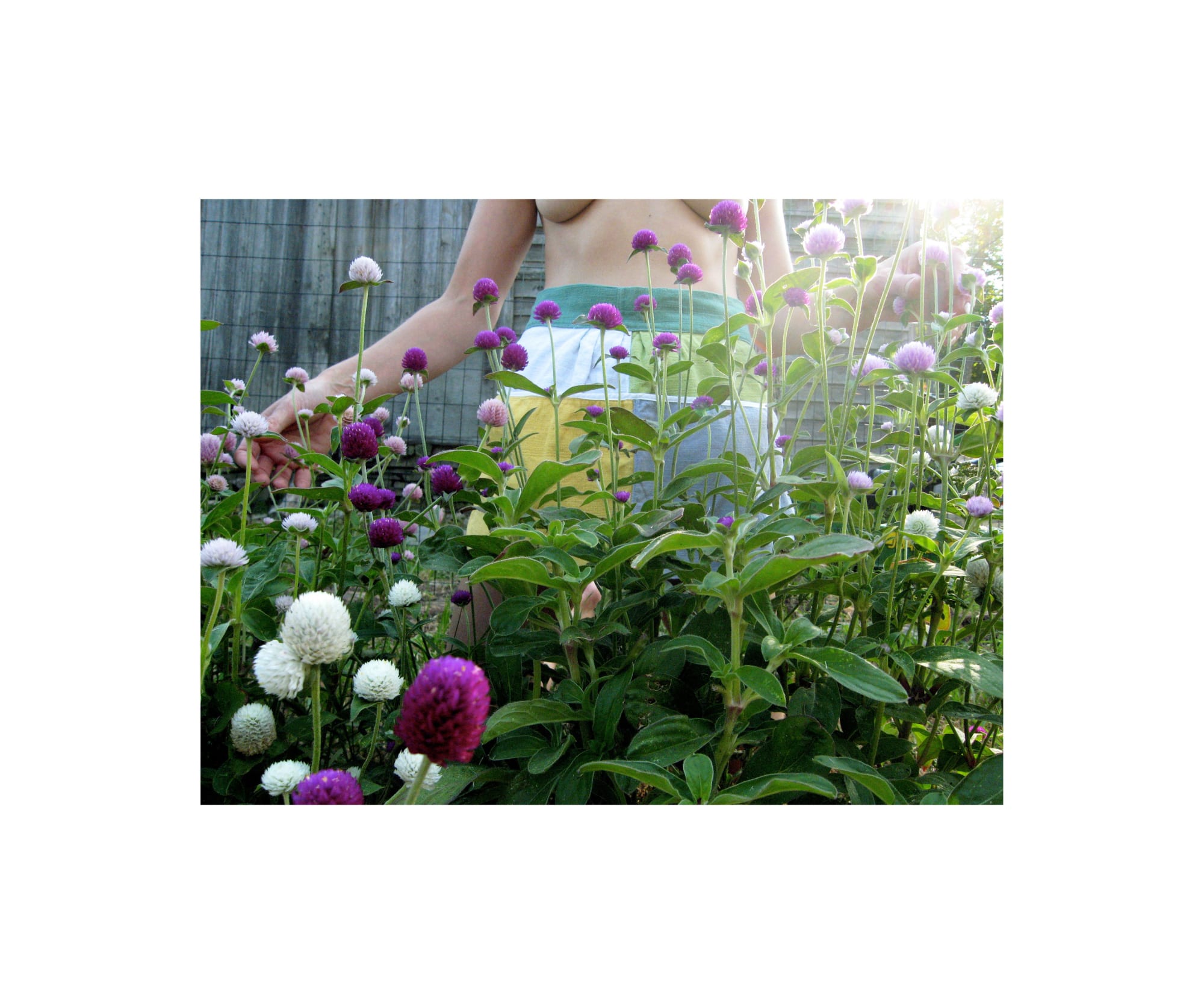 Georgie Hopton Gathering Globe Amaranth, 2007 Archival inkjet print on fibre paper. Signed verso and numbered from the edition of 4, with 2 artists proofs 40 x 30 cm (15 3/4 x 11 3/4 in)