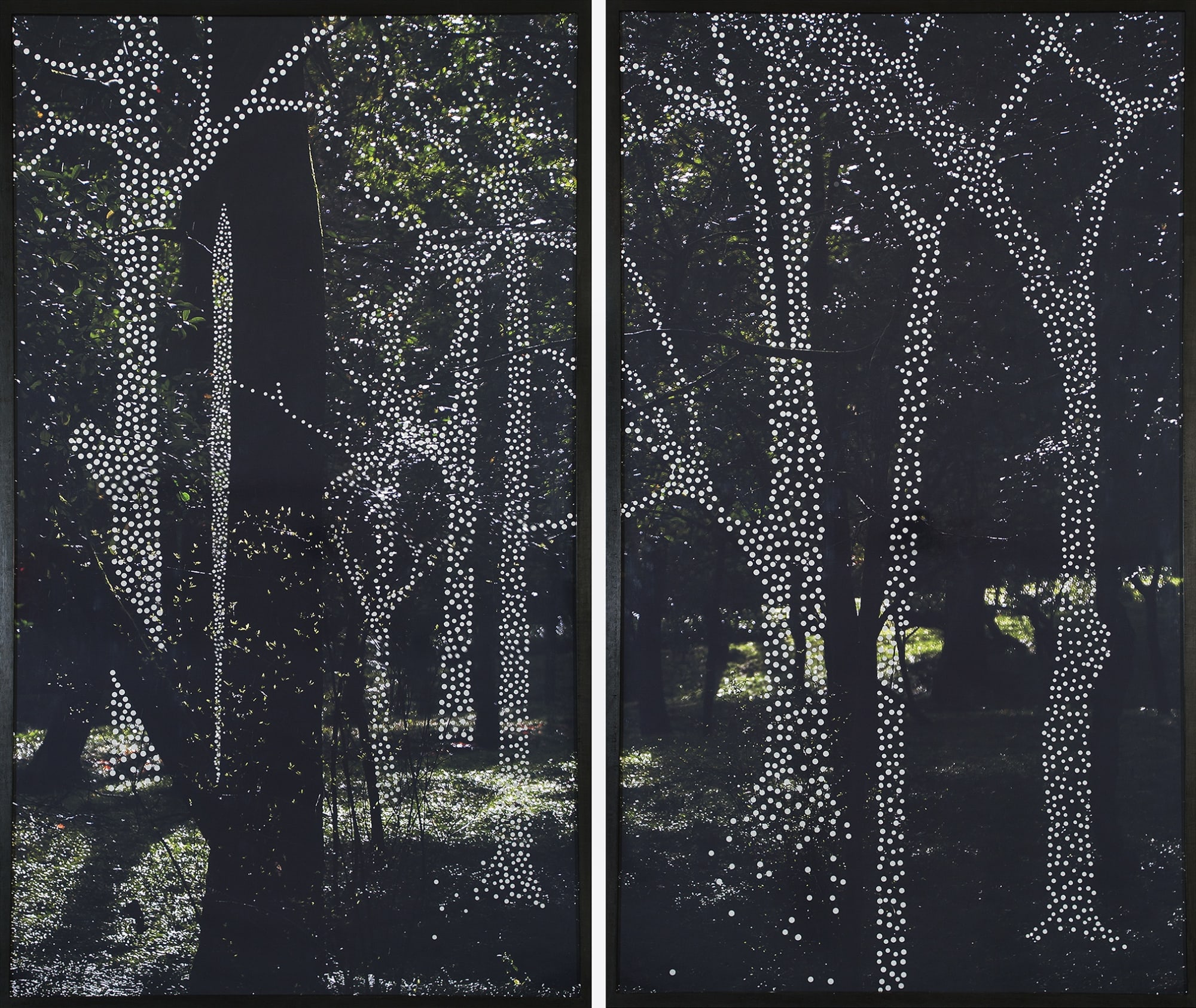 Albano Afonso, da série Florestas - Lisboa fevereiro de 2009 [from the series Forests - Lisbon, February, 2009], 2009