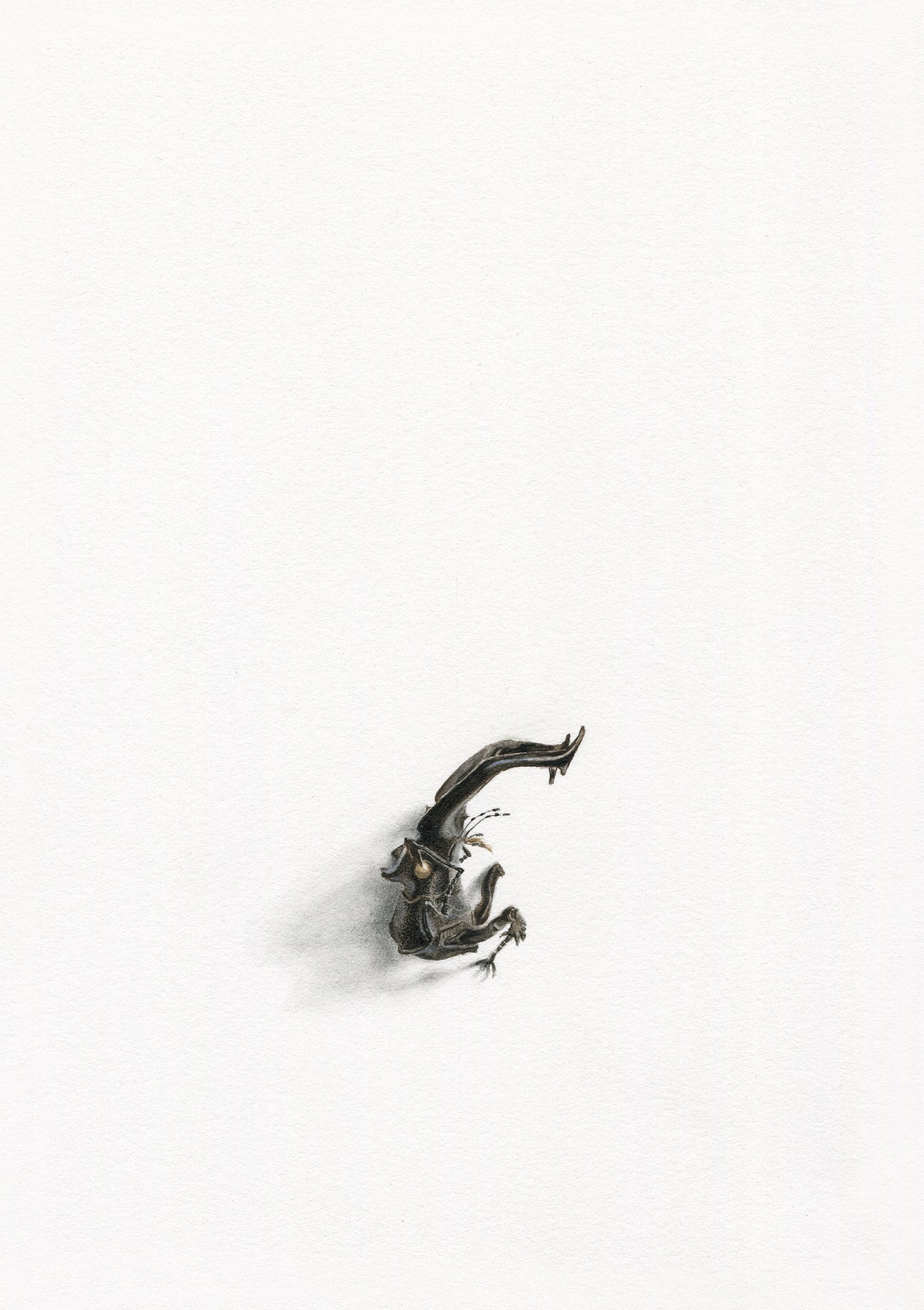 Stag Beetle, 2022 Watercolor and graphite on paper 8 1/4 x 5 3/4 in. (21 x 14.8 cm) (AK 12)