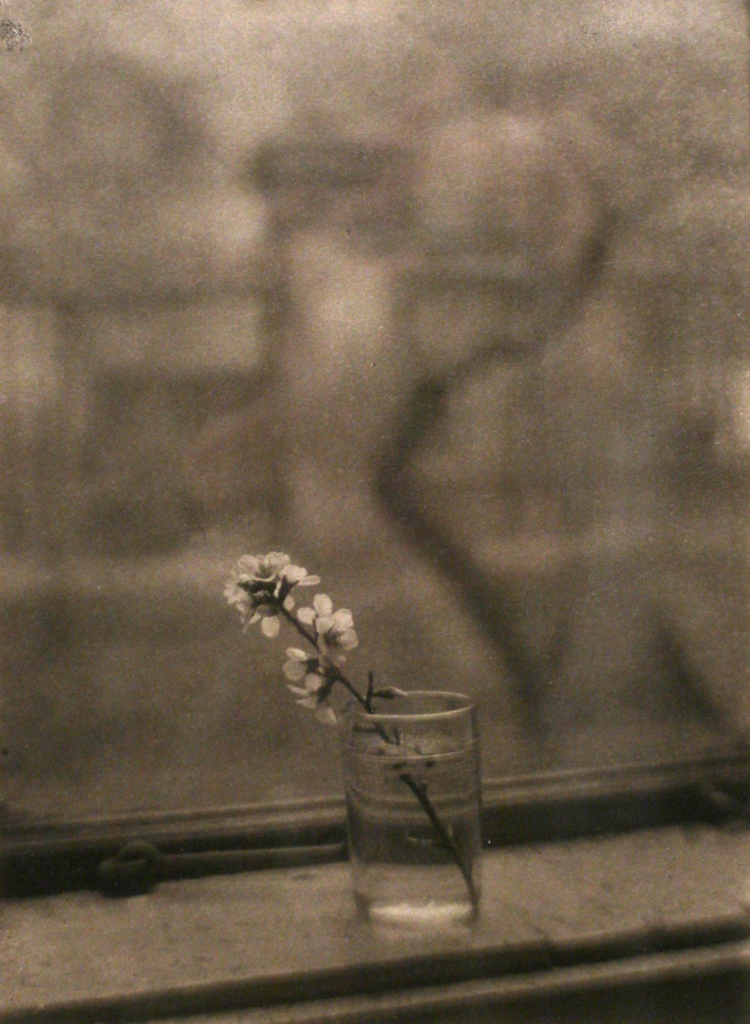 Josef Sudek Window of my Studio with a Blossom, 1950 Pigment print, printed ca. 1950 9 3/4 x 7 1/4 in. (24.8 x 18.4 cm) (BSG 28)