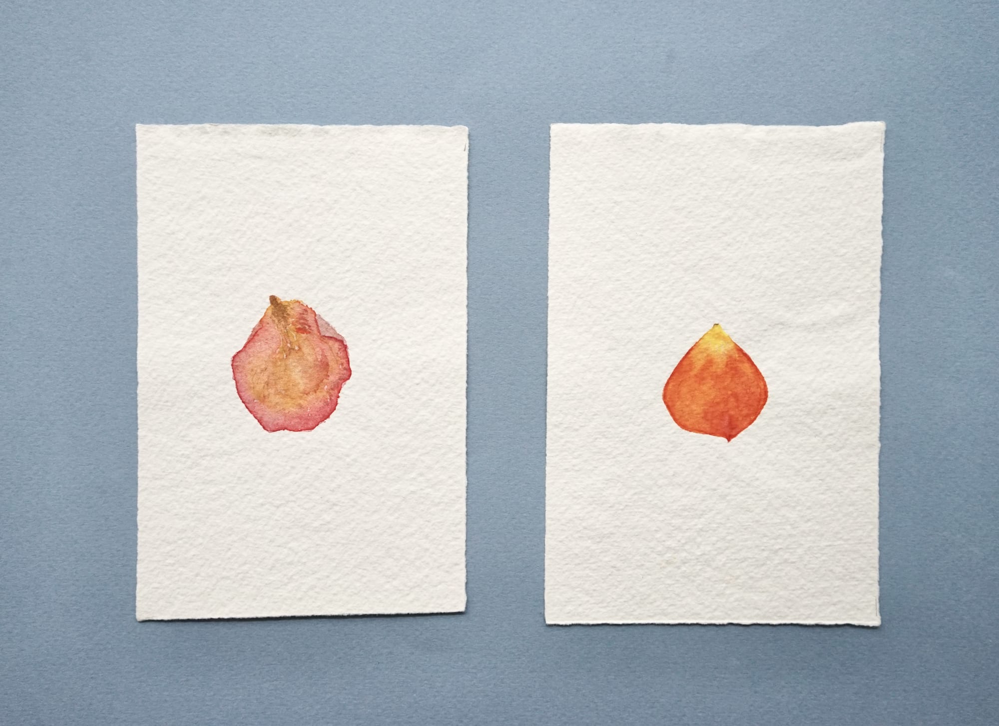 Bilge Friedlaender (Turkey/US), Double Rose Petals Book, 1978