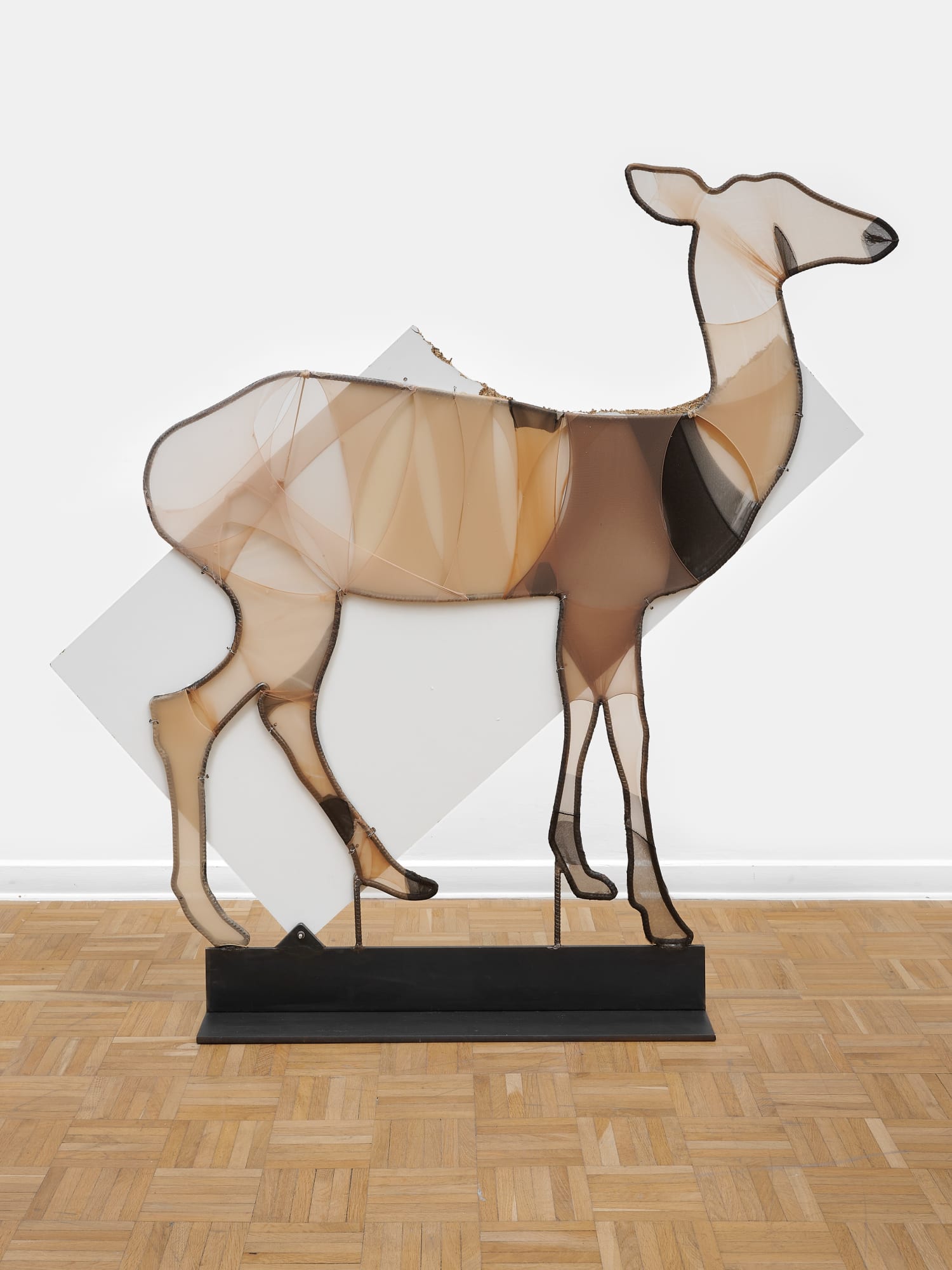 Faon plat, Le Buisson, 2024