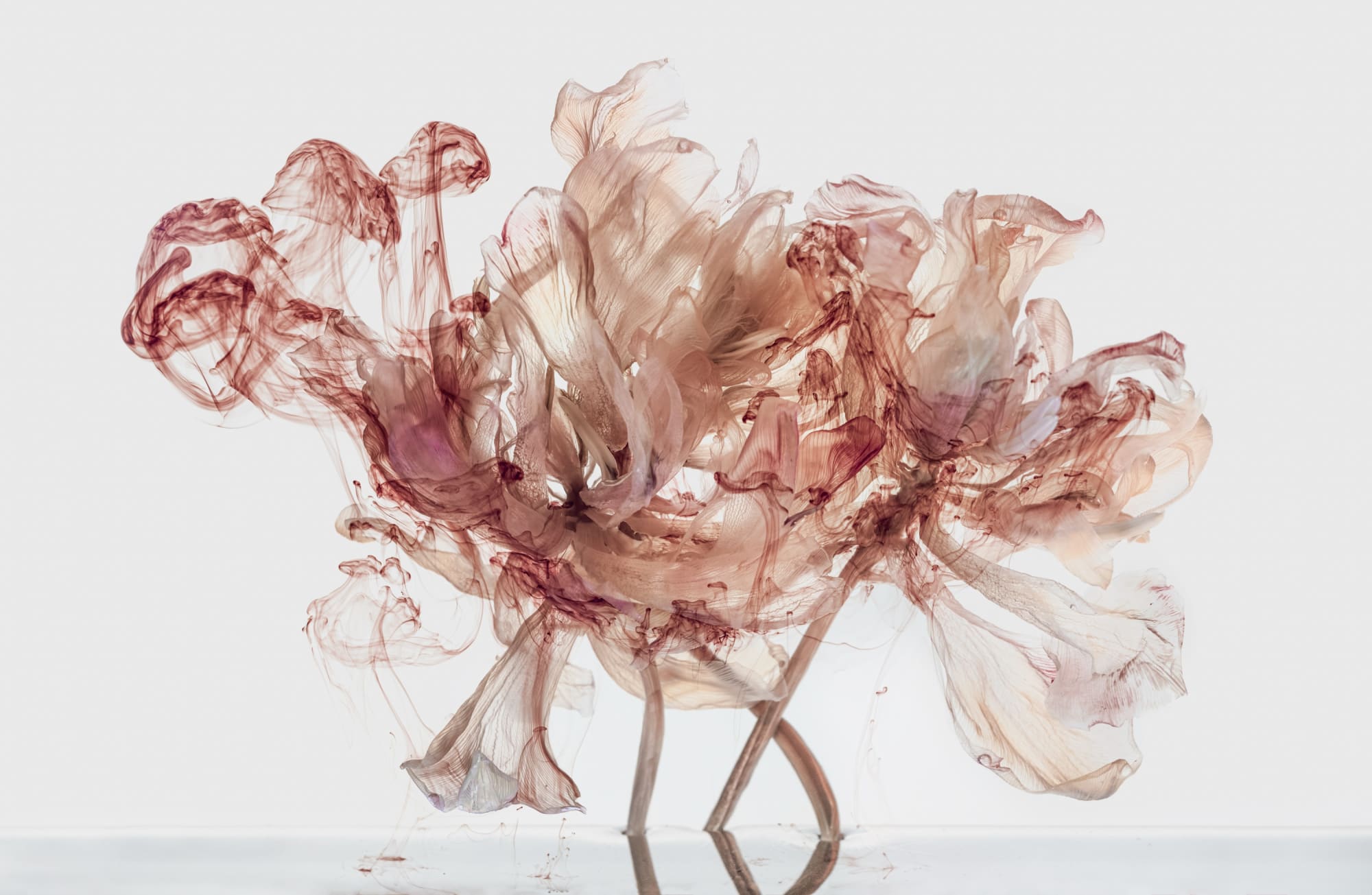 Kathrin Linkersdorff Fairies IV / 1, 2020 Archival Pigment Print on Hahnemuehle Photo Rag Ultra Smooth © Kathrin Linkersdorff. Courtesy of the artist and Yossi Milo, New York. High-Resolution Image