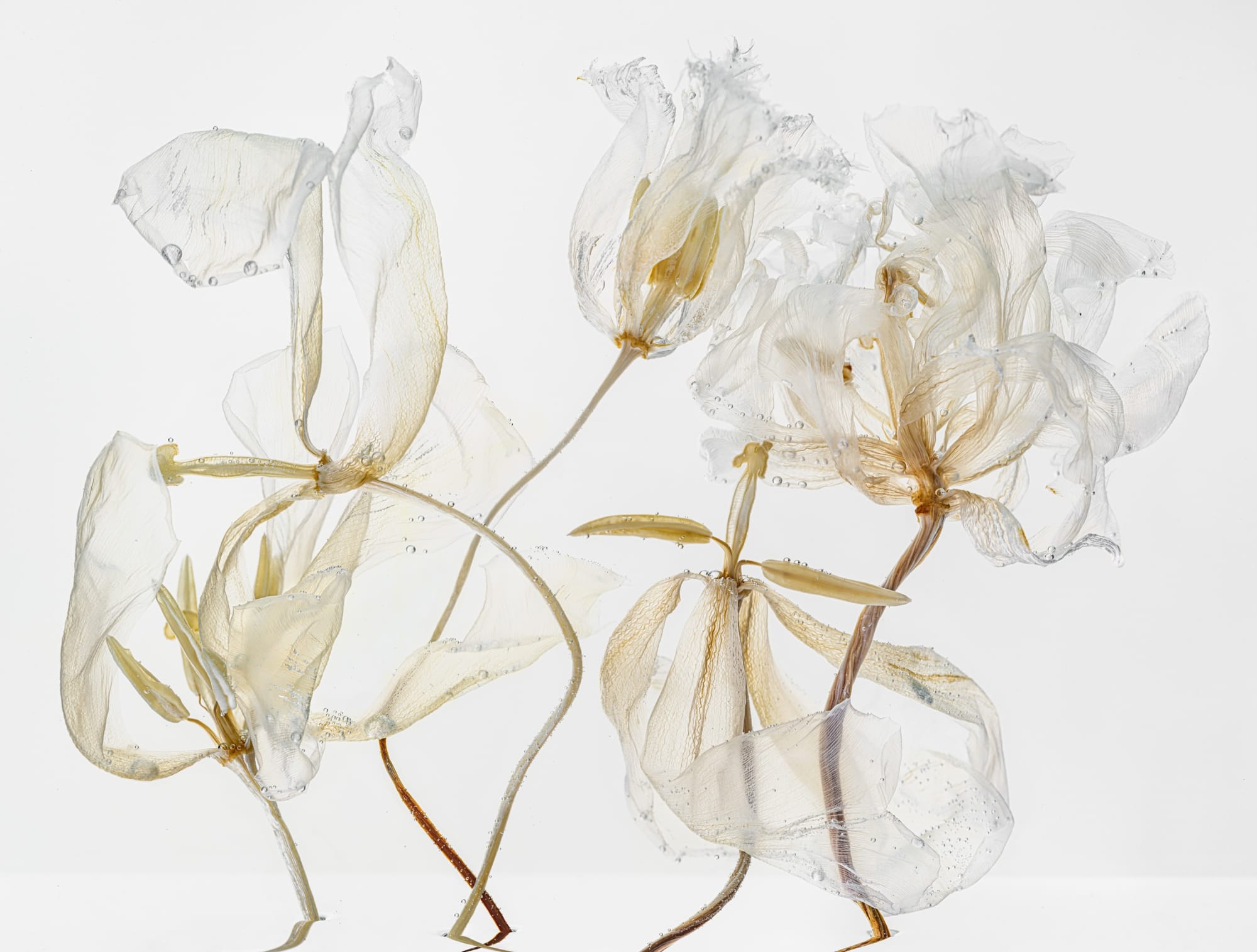 Kathrin Linkersdorff Fairies VI / 10, 2022 Archival Pigment Print on Hahnemuehle Photo Rag Ultra Smooth © Kathrin Linkersdorff. Courtesy of the artist and Yossi Milo, New York. High-Resolution Image