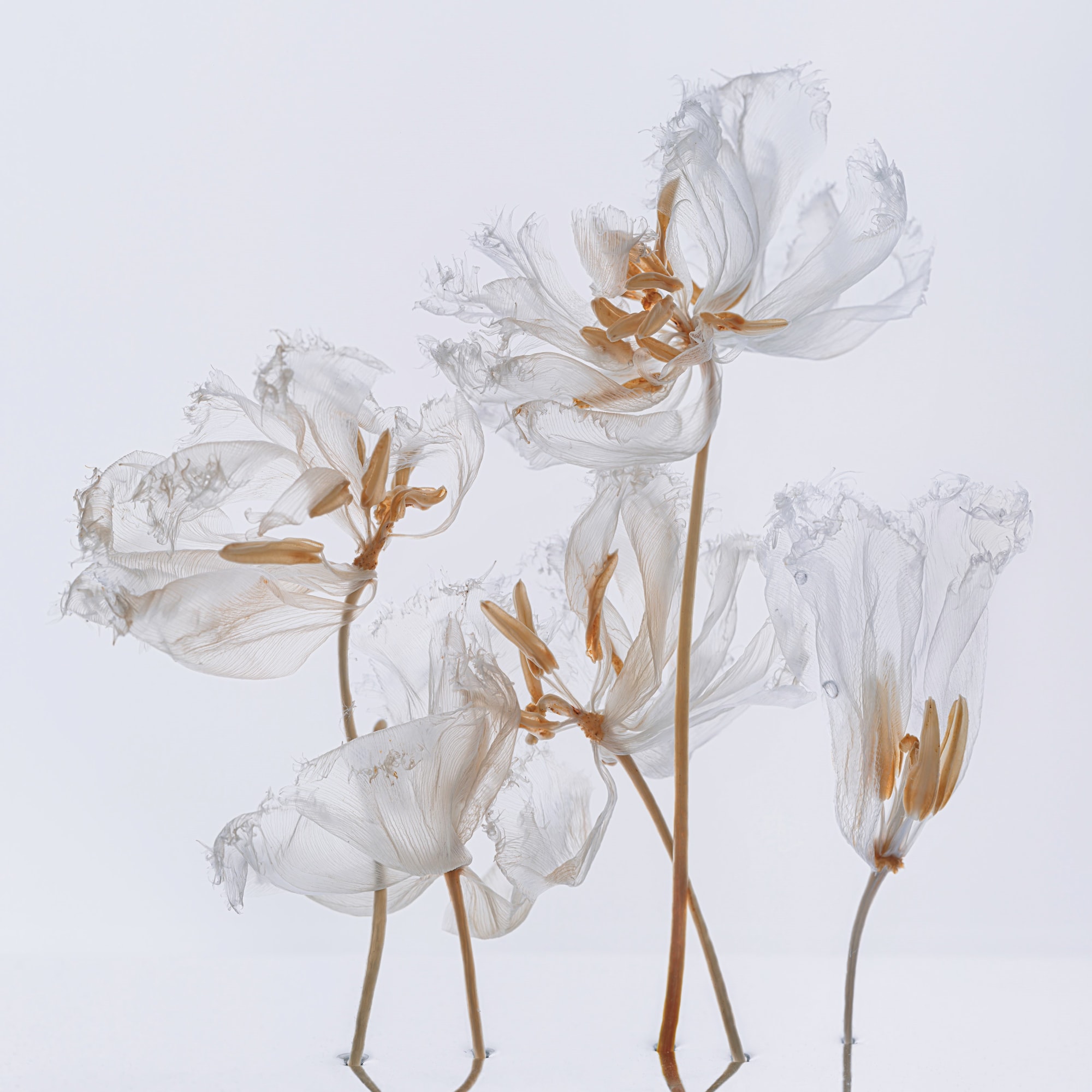 Kathrin Linkersdorff Fairies VII / 1, 2023 Archival Pigment Print on Hahnemuehle Photo Rag Ultra Smooth © Kathrin Linkersdorff. Courtesy of the artist and Yossi Milo, New York. High-Resolution Image