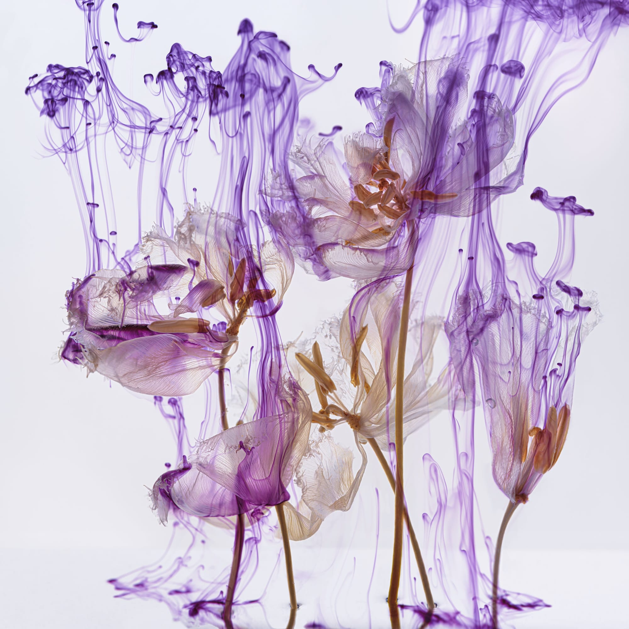 Kathrin Linkersdorff Fairies VII / 2, 2023 Archival Pigment Print on Hahnemuehle Photo Rag Ultra Smooth © Kathrin Linkersdorff. Courtesy of the artist and Yossi Milo, New York. High-Resolution Image