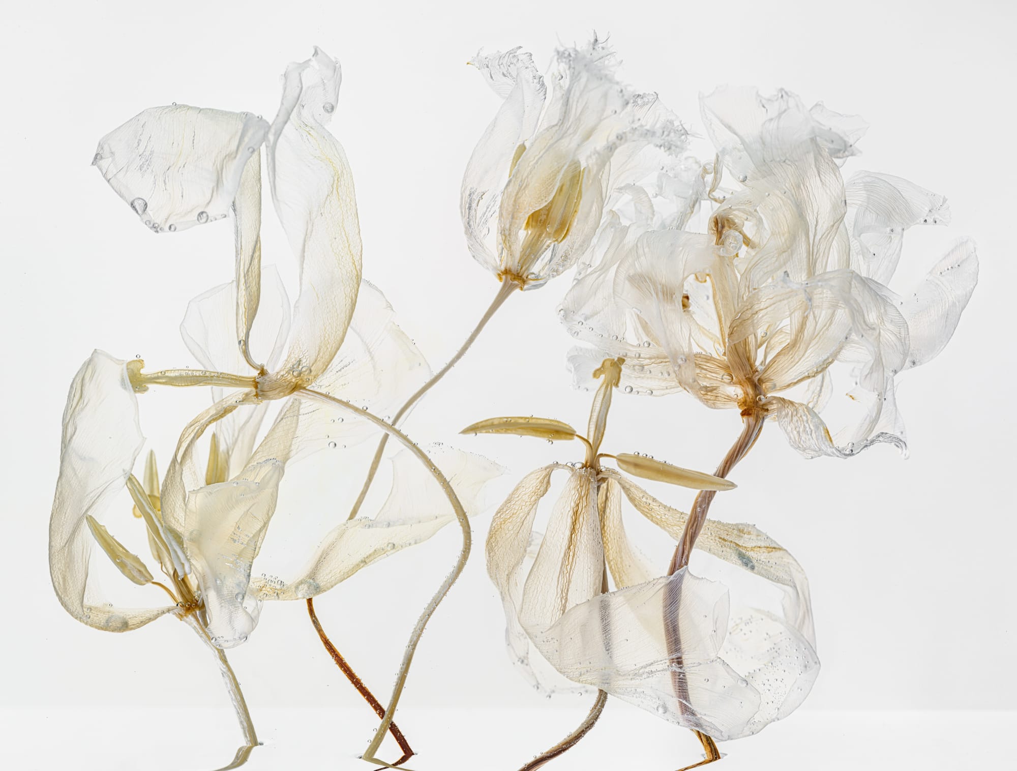 Kathrin Linkersdorff (German b. 1966) Fairies VI / 10, 2022 Archival Pigment Print on Hahnemuehle Photo Rag Ultra Smooth Image/Paper: 60 5/16" x 79 9/16" (153 x 202 cm) Framed: 62 1/8" x 81 1/2" (158 x 207 cm) Download Image