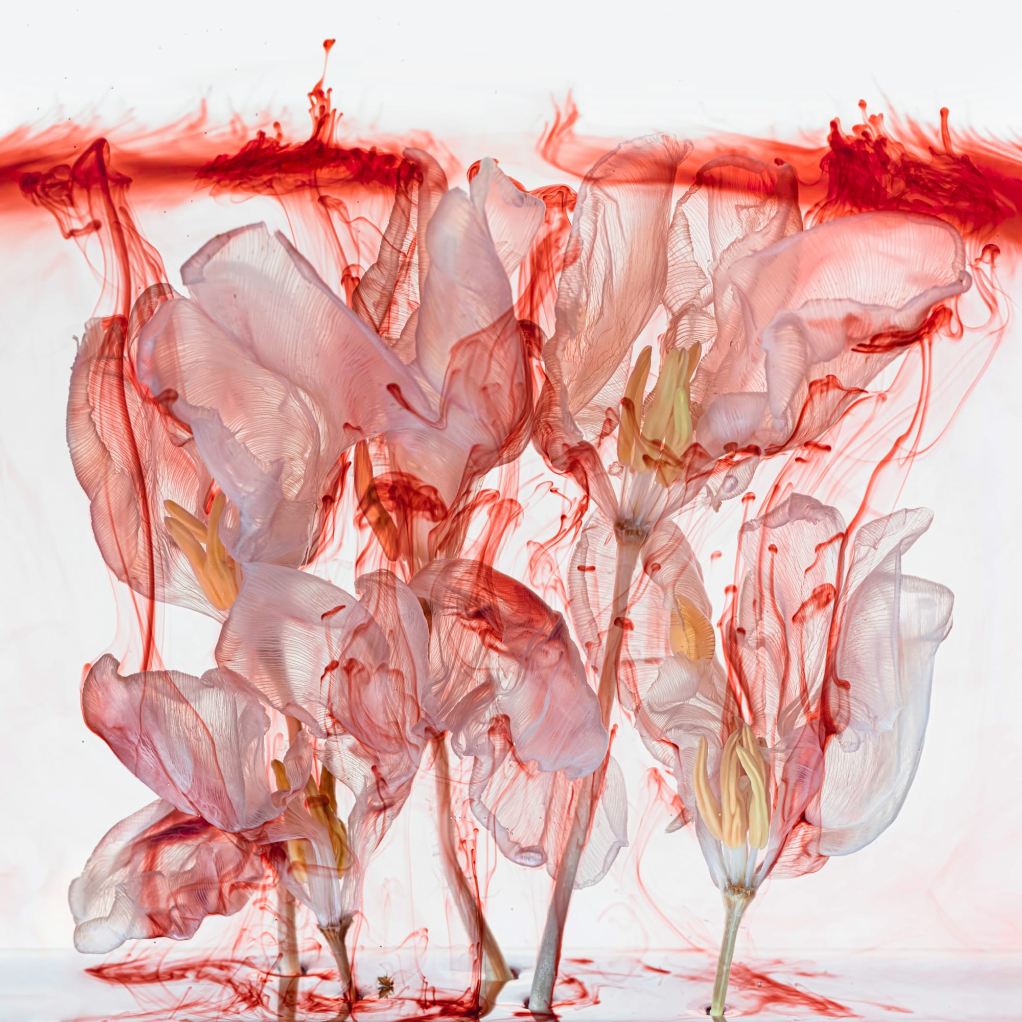 Kathrin Linkersdorff (German b. 1966) Fairies VI / 4, 2021 Archival Pigment Print on Hahnemuehle Photo Rag Ultra Smooth Image/Paper: 60 9/16" x 60 9/16" (154 x 154 cm) Framed: 61 5/8 x 61 5/8 (156.5 x 156.5 cm) Download Image