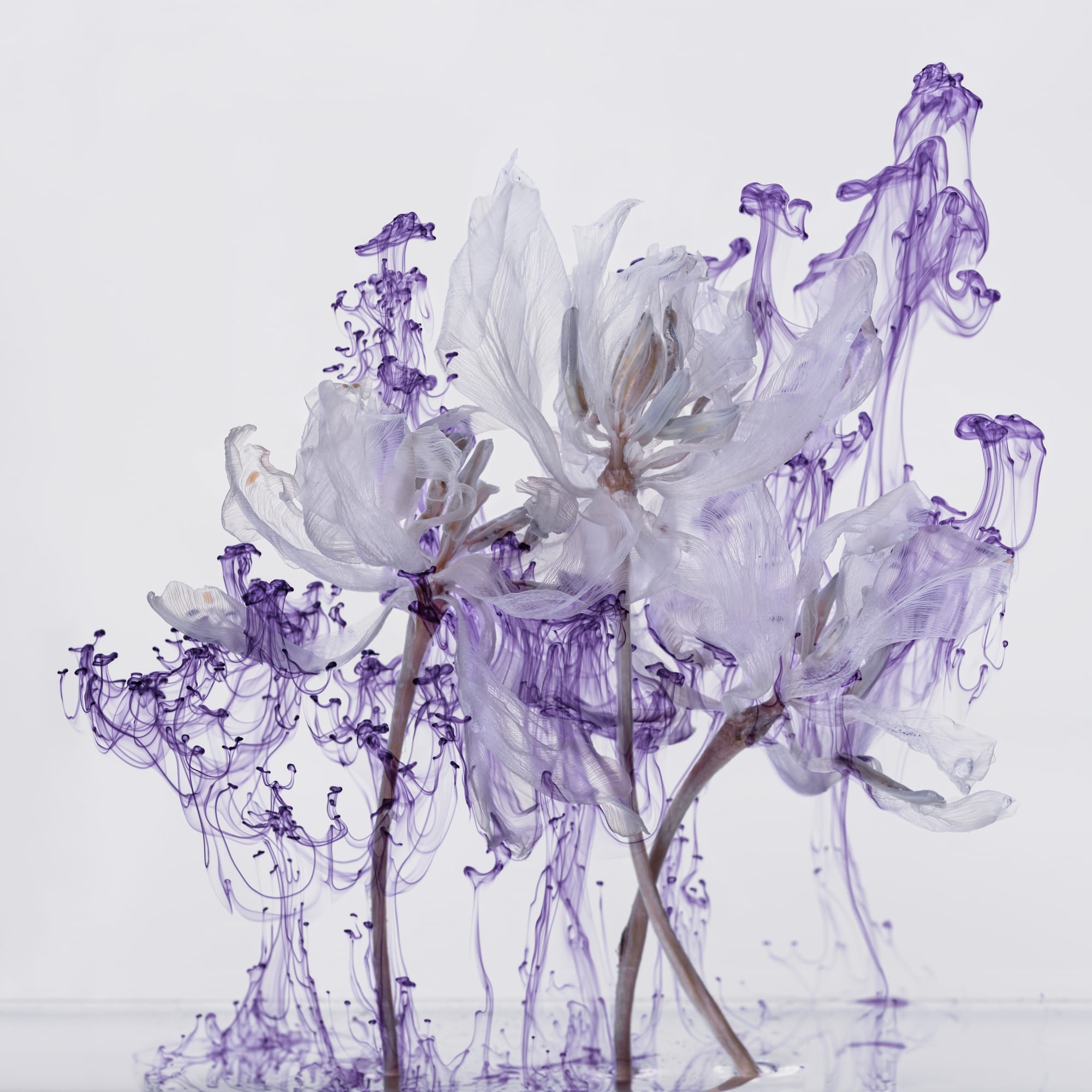 Kathrin Linkersdorff Fairies IV / 3, 2020 Archival Pigment Print on Hahnemuehle Photo Rag Ultra Smooth © Kathrin Linkersdorff. Courtesy of the artist and Yossi Milo, New York. High-Resolution Image
