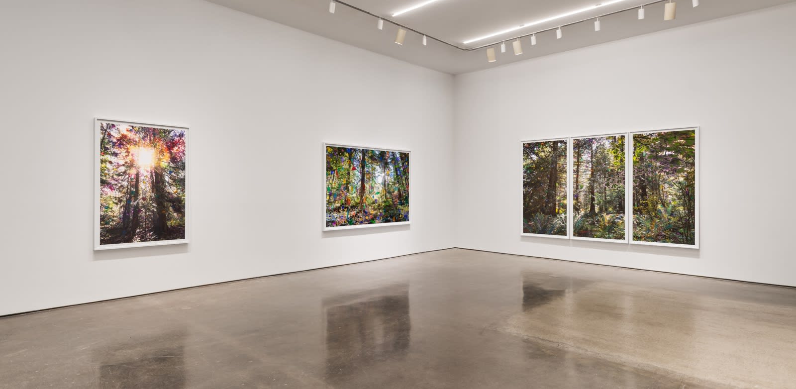 Sarah Anne Johnson: A Mountain and a Forest