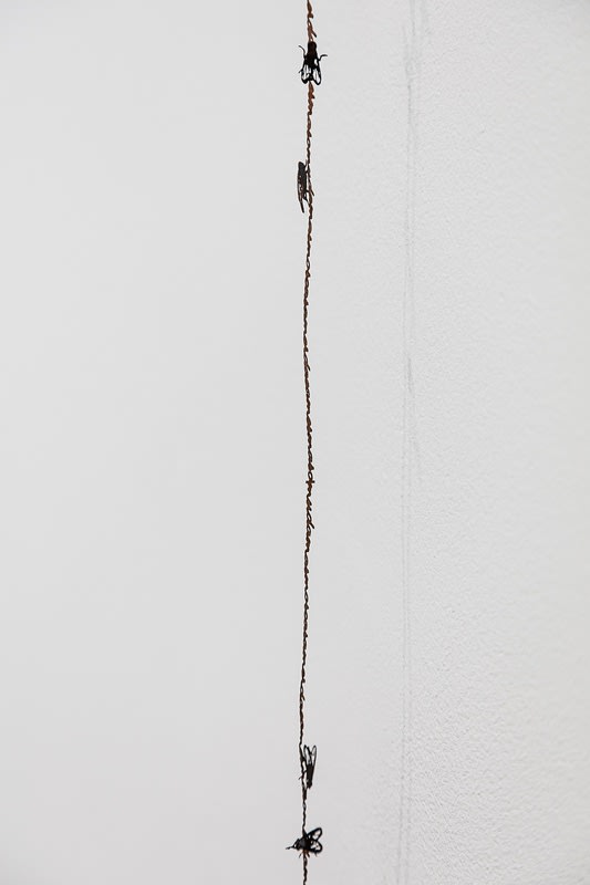 Cordão de pérola, 2021-22