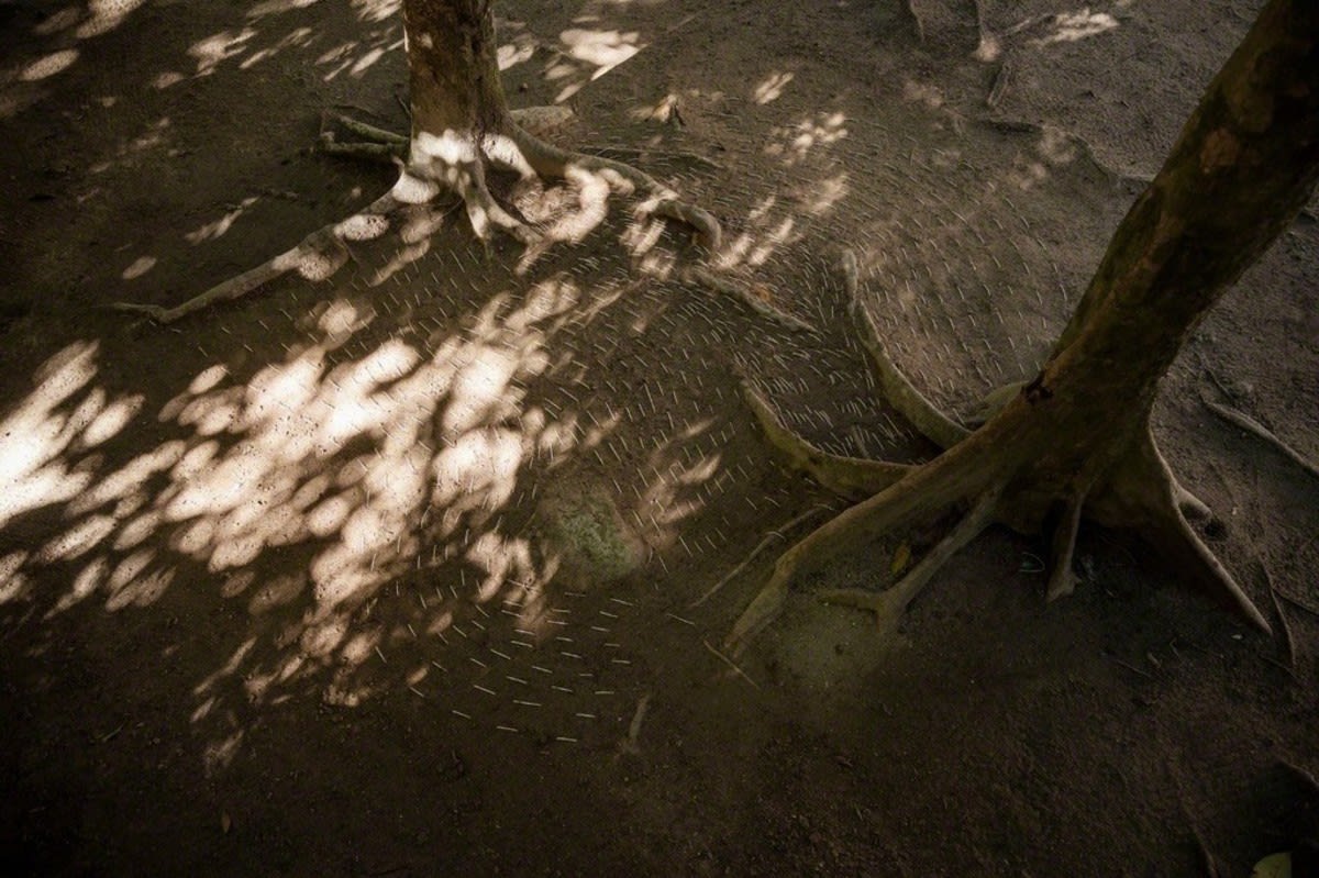 Terra (Parque Lage), 2015