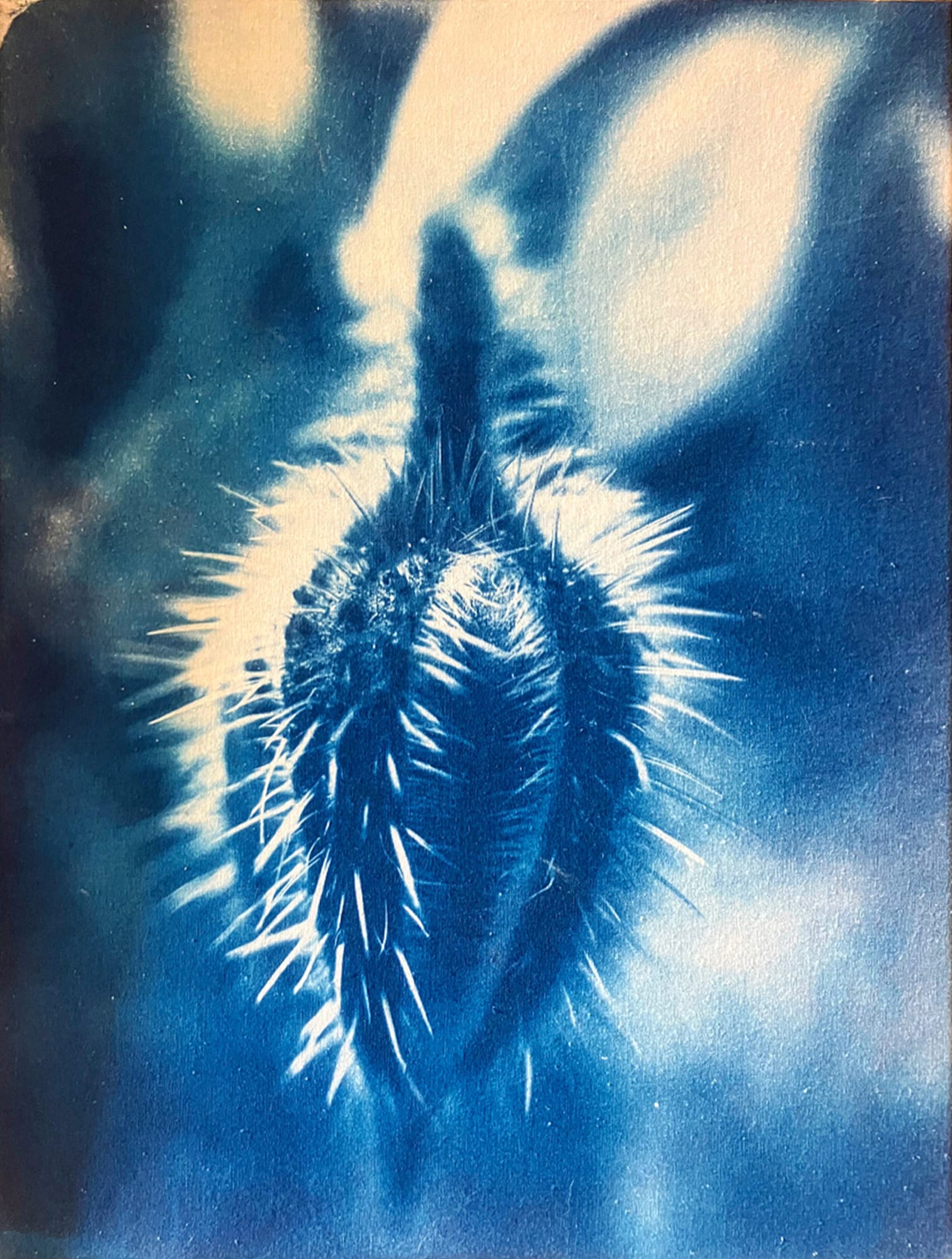 Eleanor Buffam, Borage Pod v1, 2024