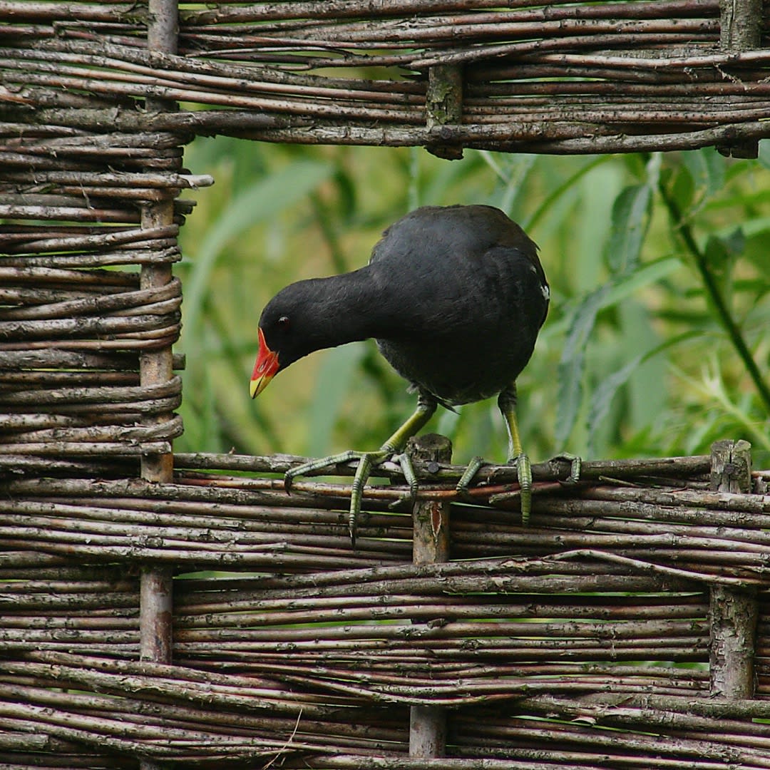 Wild Things: a tour of local ecologies 23.08.2022