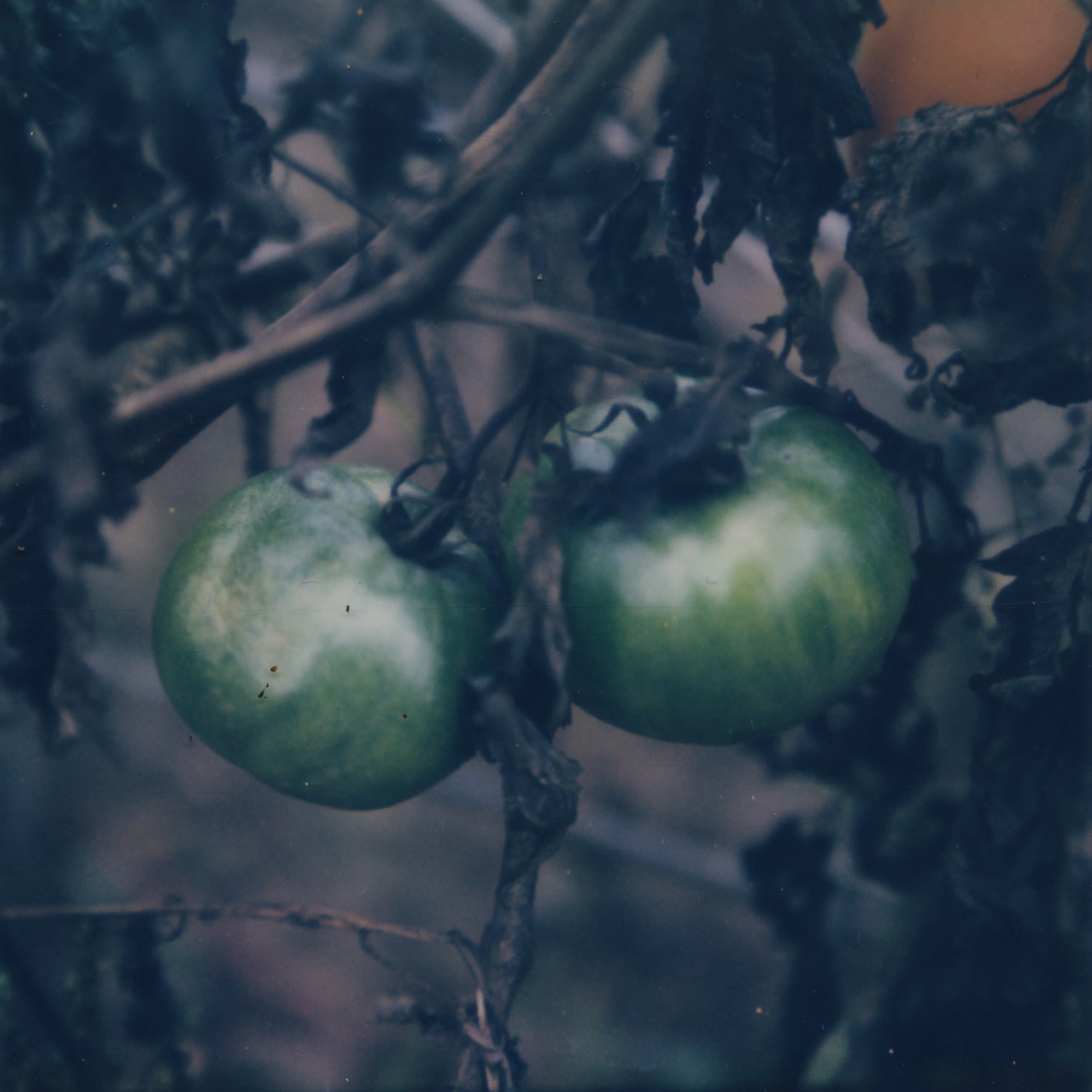 Hybrid Tomatoes, 2021