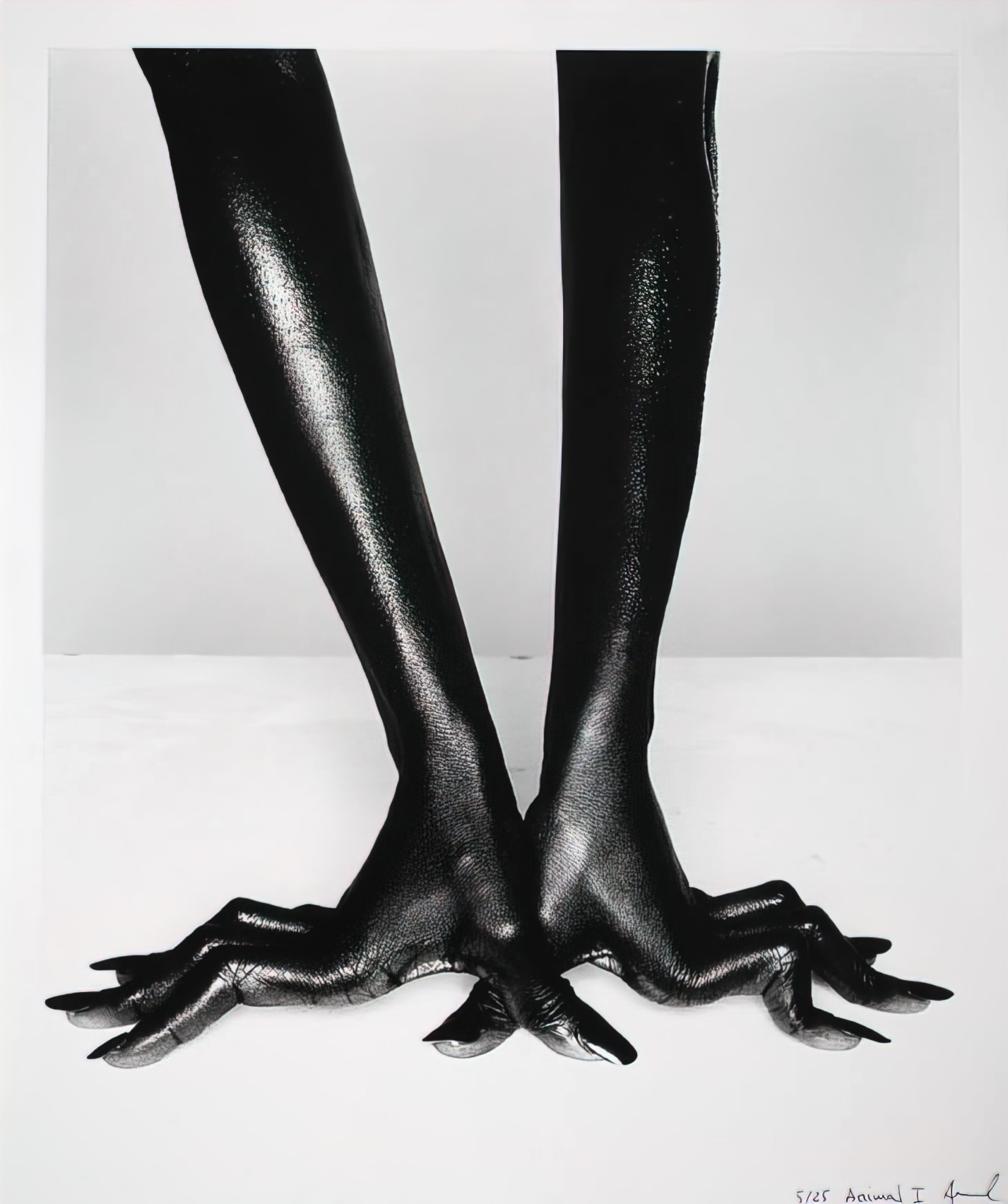 Miquel ARNAL - SERIE ANIMAL - « Animal I » - Limited edition (25) - 60cm H x 50cm W - Baryta paper - Framed