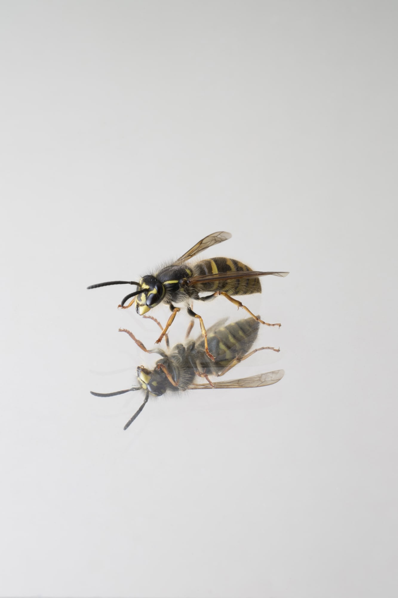 Uta Eisenreich, 23. Wasp, 2021.