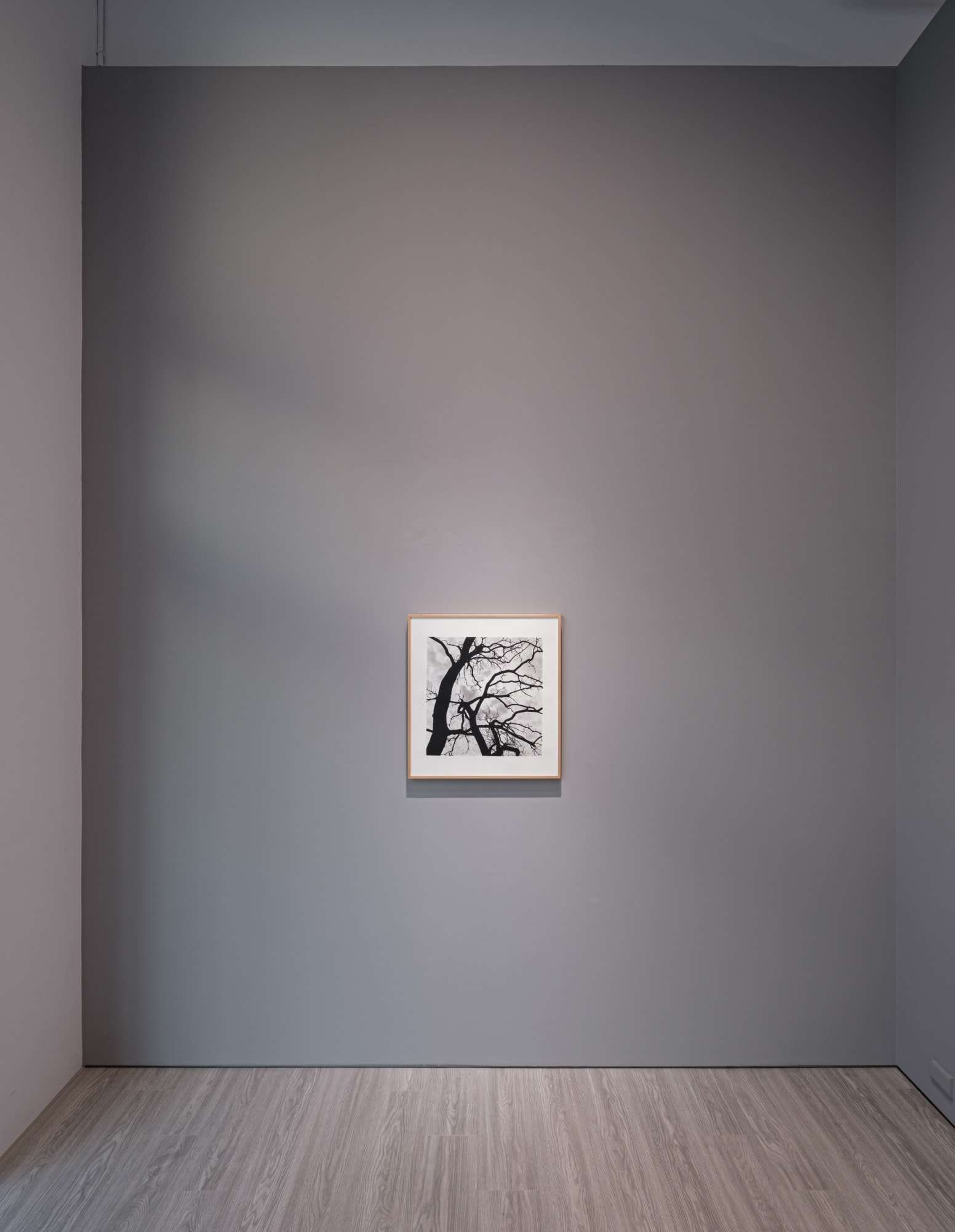 「森林地帶」克里斯托弗．戴樂