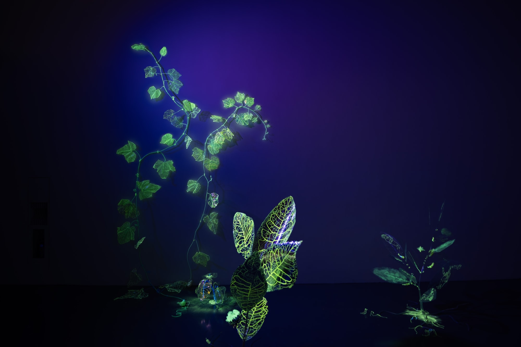 從你的窗櫺開始綻放以來—安德利亞．梅達爾個展